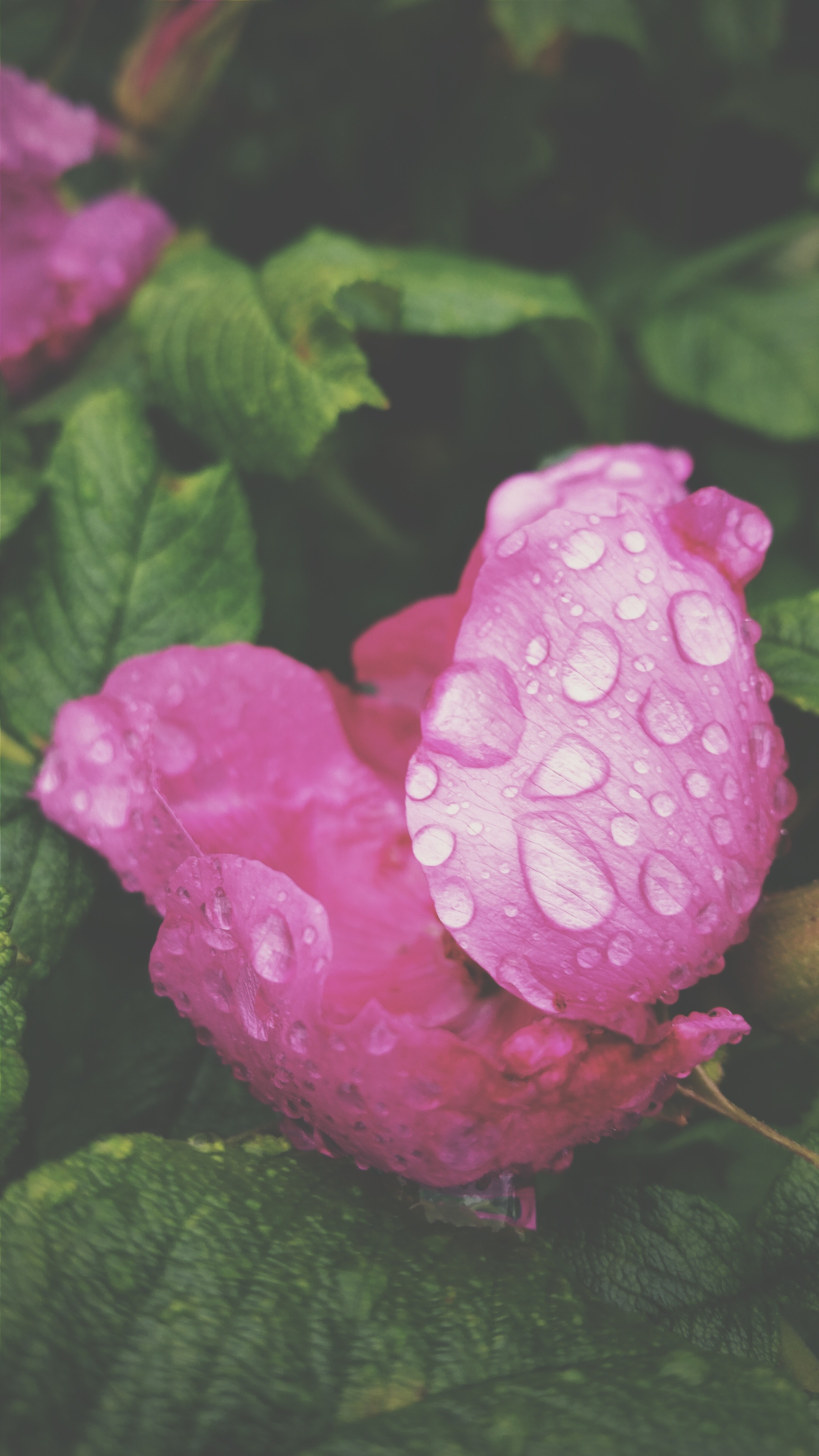 close up of droplets of dew on a pink flower, dew on a pink flower 4k, Phone HD Wallpaper