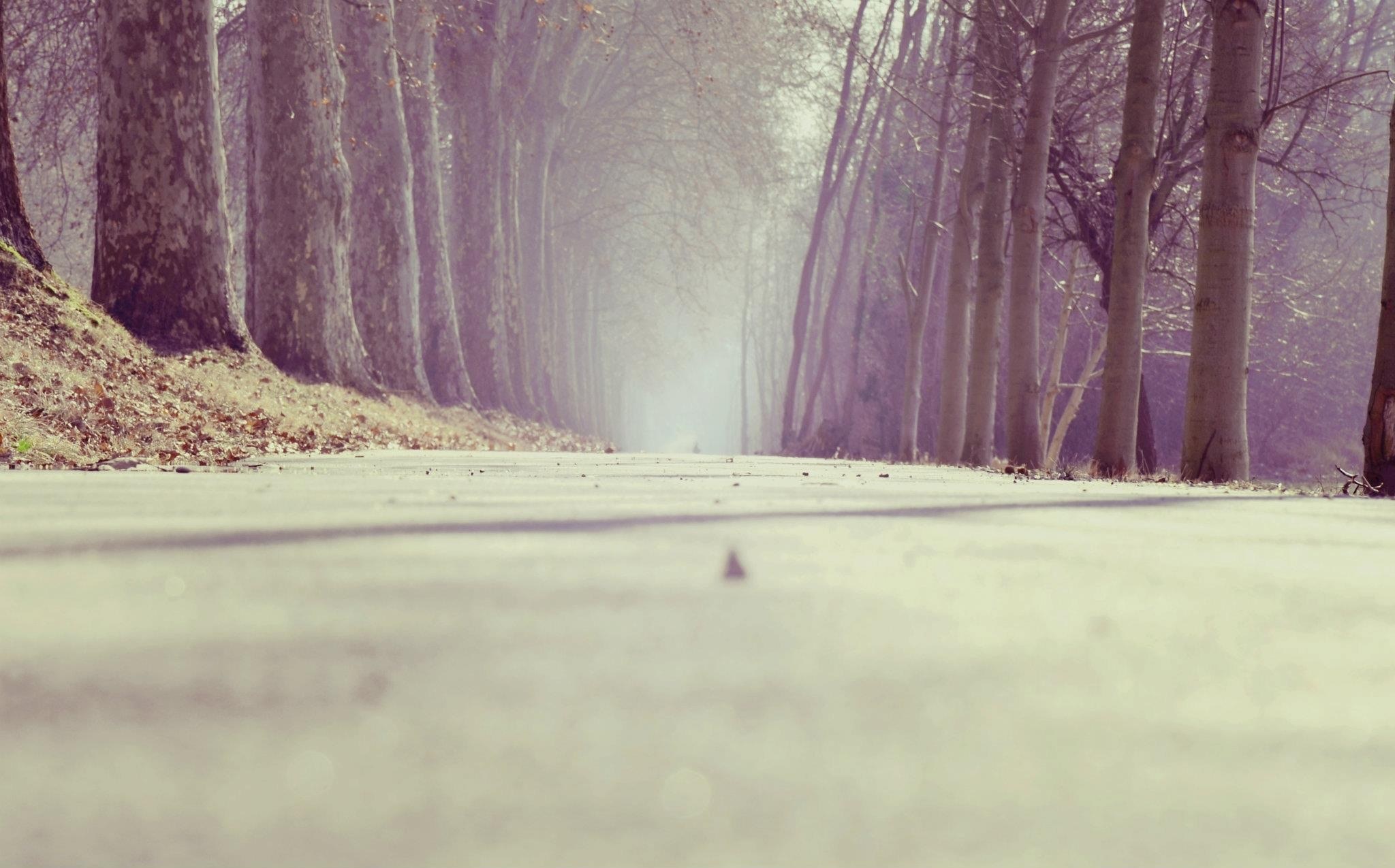 a snow covered path surrounded by large trees, scenic winter trail 4k, HD Wallpaper