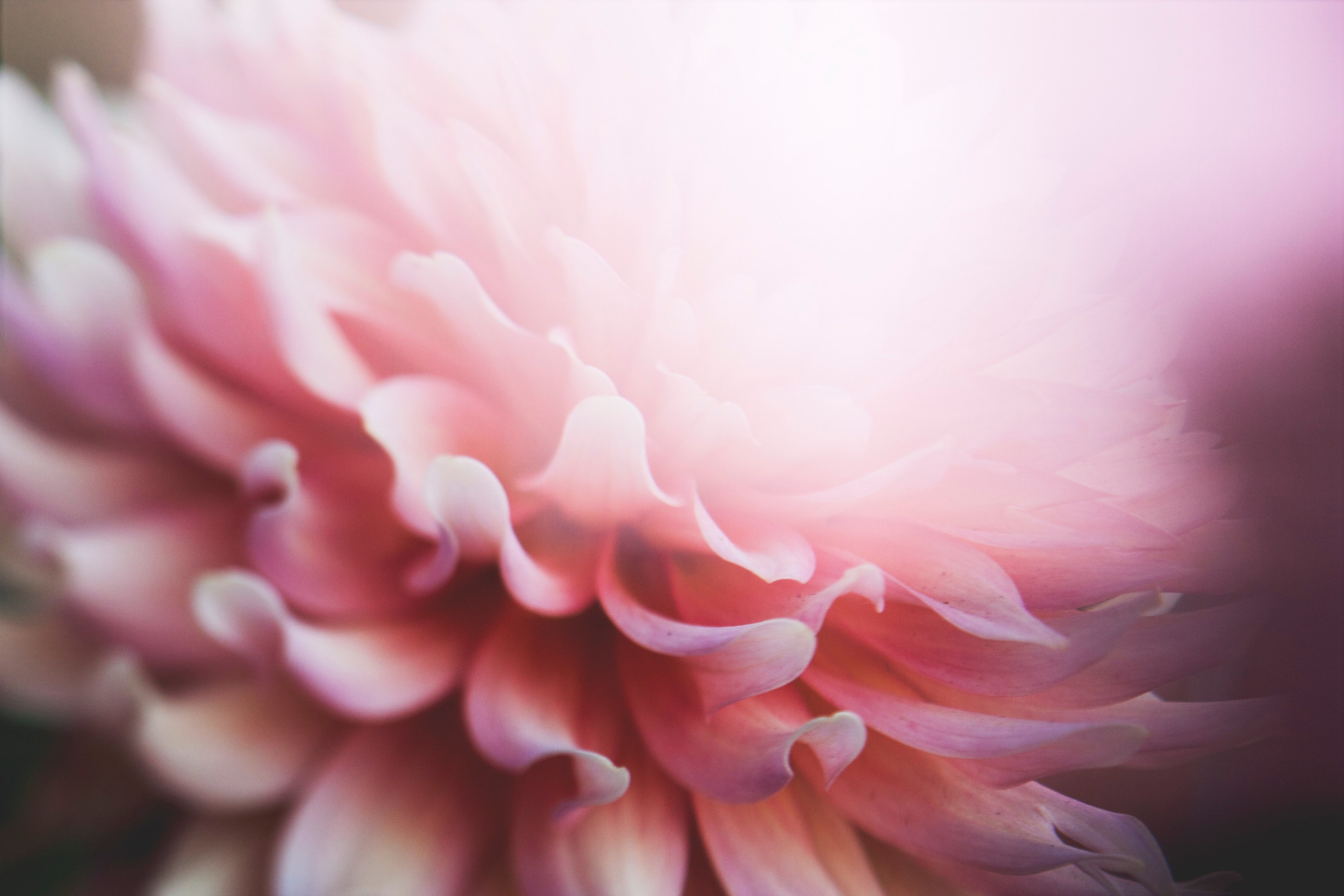 flower petal pink and plant 4k, HD Wallpaper