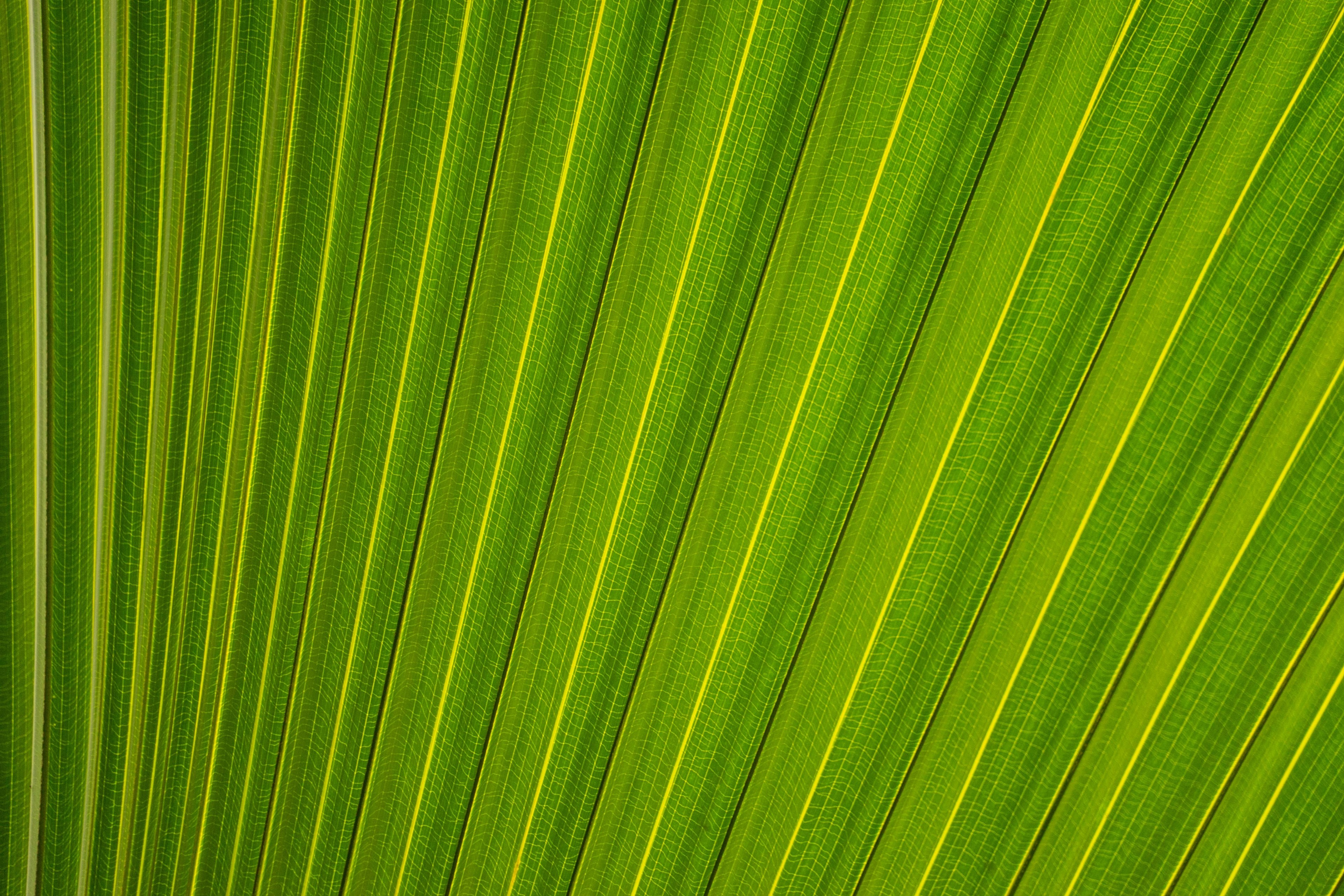 the green surface of a leaf with parallel lines cutting through it, parallel lines on a leaf 4k, HD Wallpaper