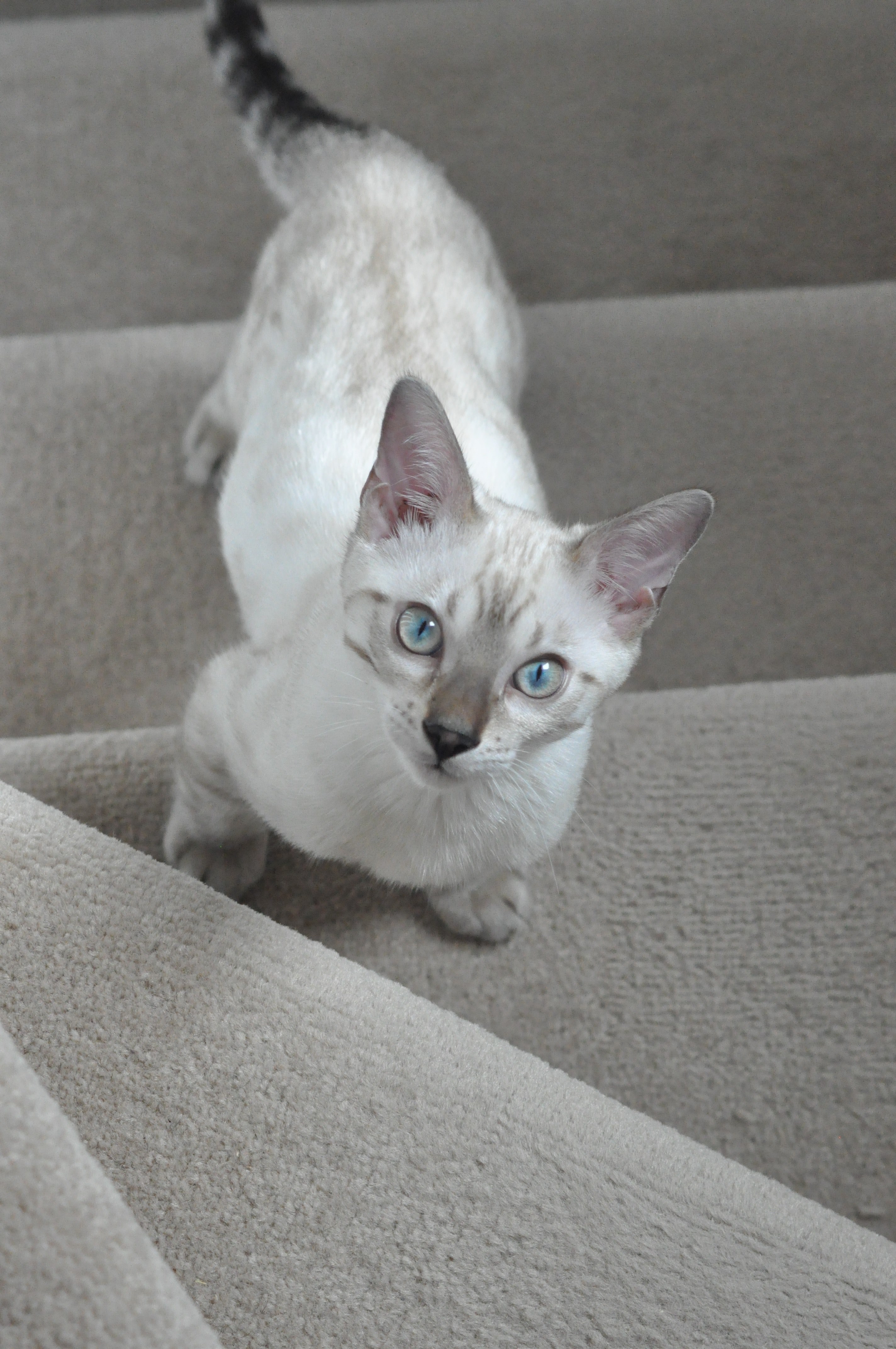 whisker eye pet and animal hd, 4k, Phone HD Wallpaper