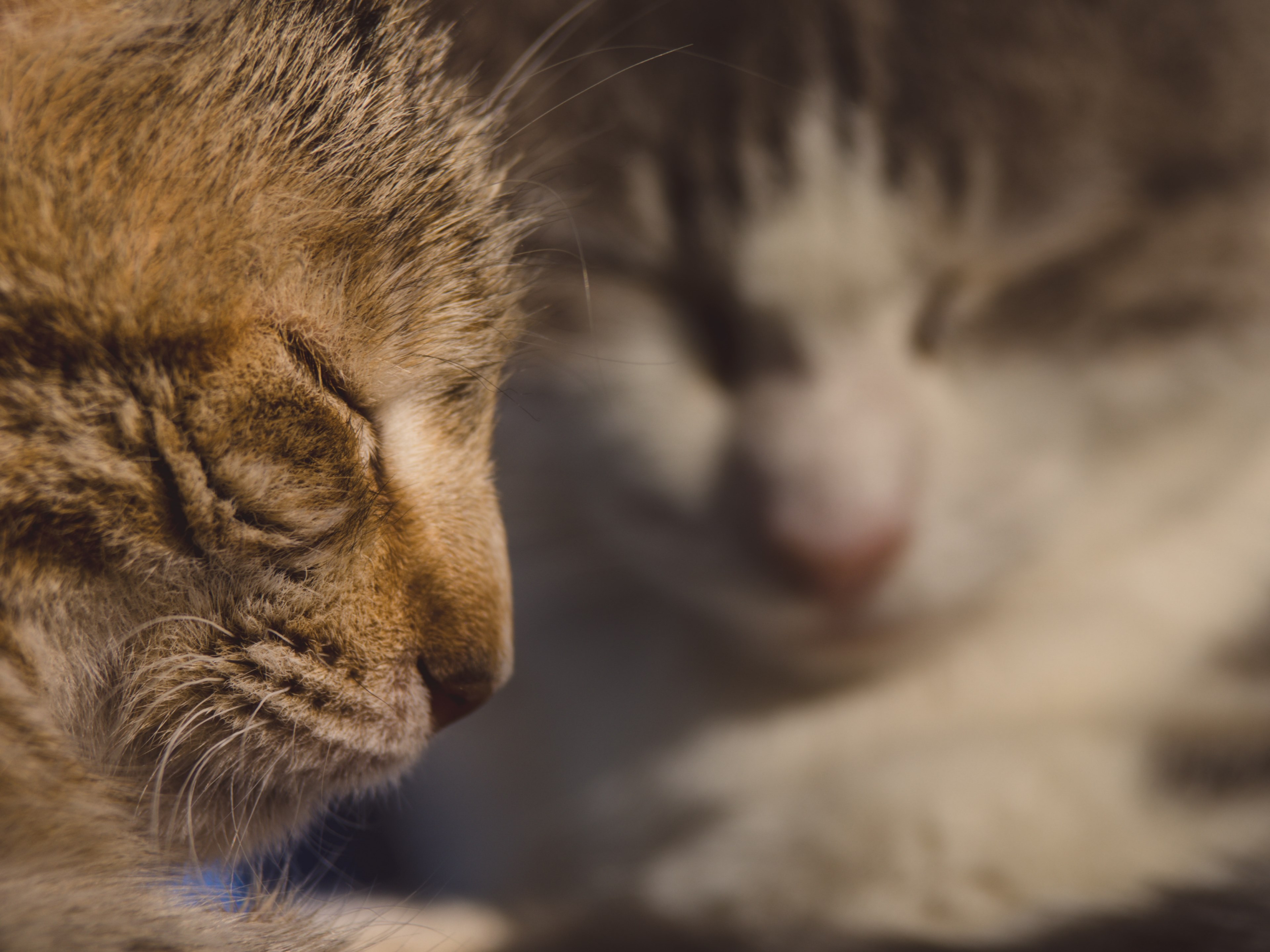 eye whisker pet and animal 4k, HD Wallpaper