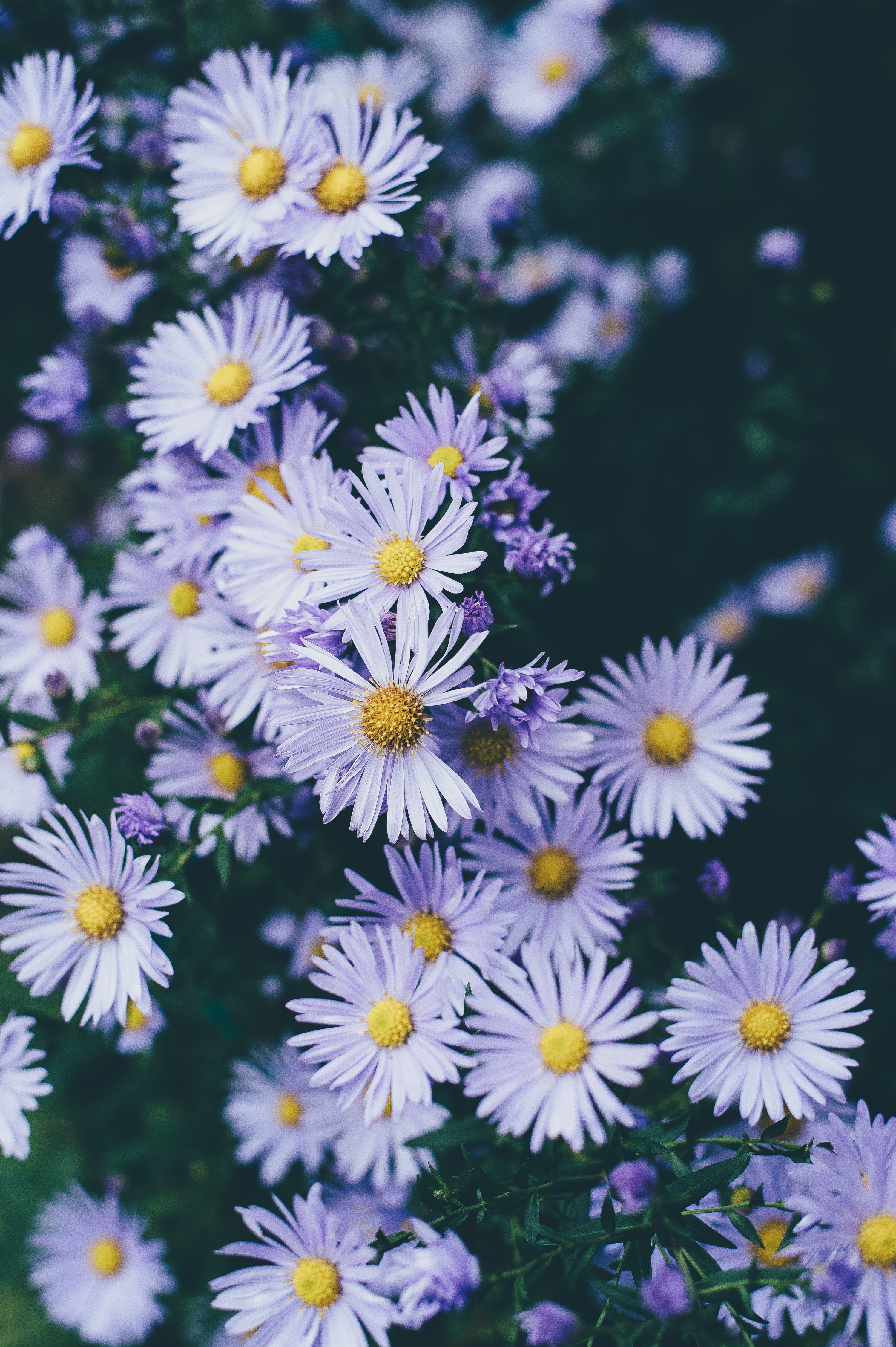 top view of a bed of white daisies, white daisy bed 4k, Phone HD Wallpaper