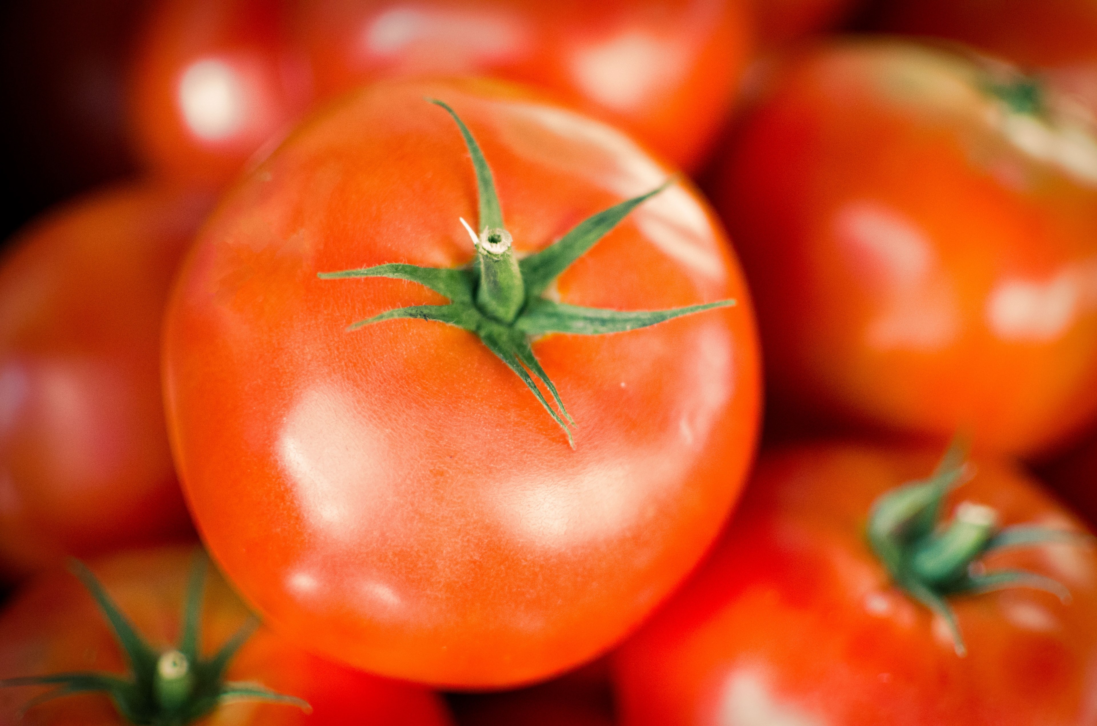 shiny red fresh ripe red tomatoes in plovdiv, healthy vegetables 4k, HD Wallpaper