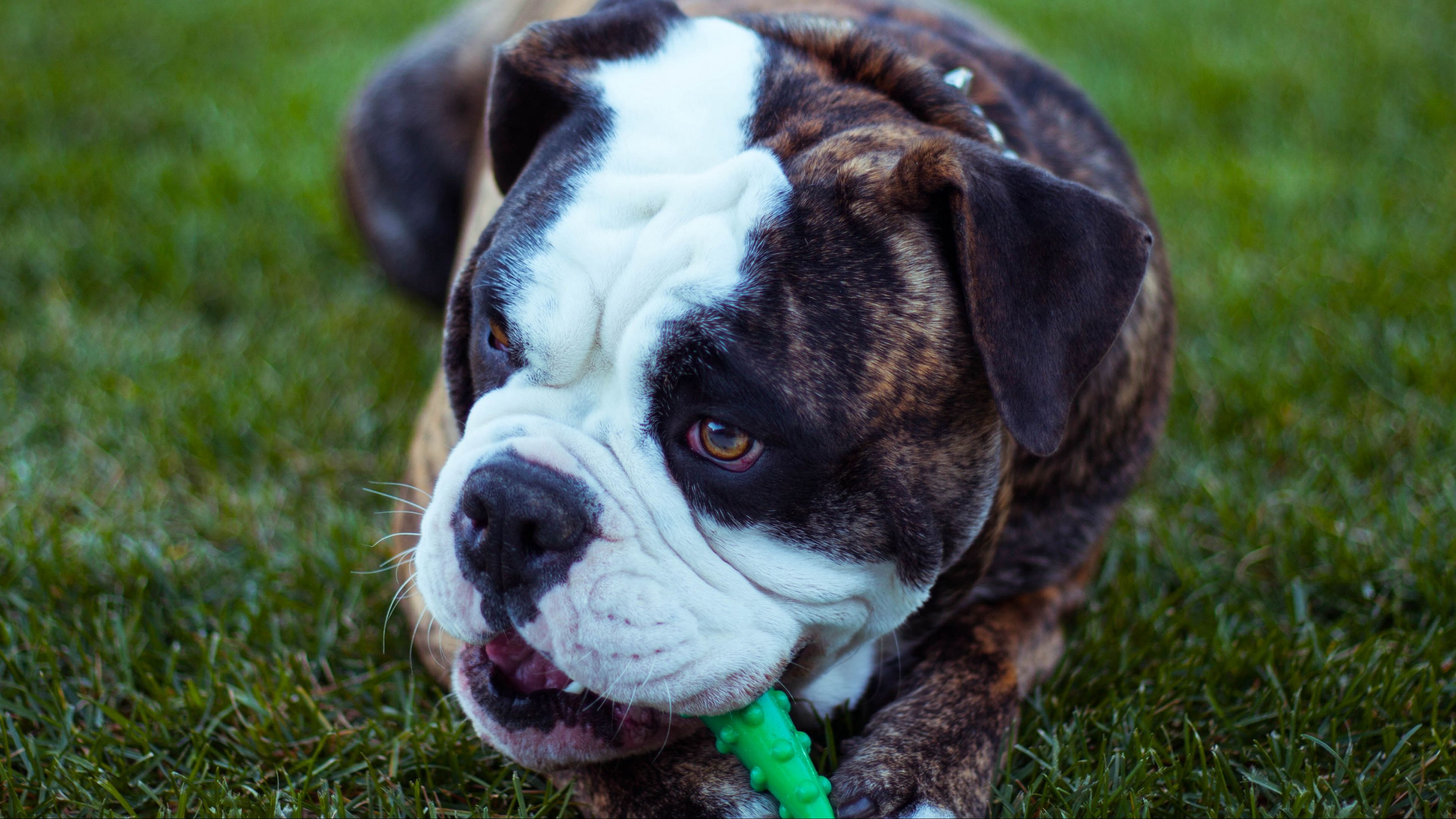 dog, bulldog, muzzle, playful, 4k, HD Wallpaper