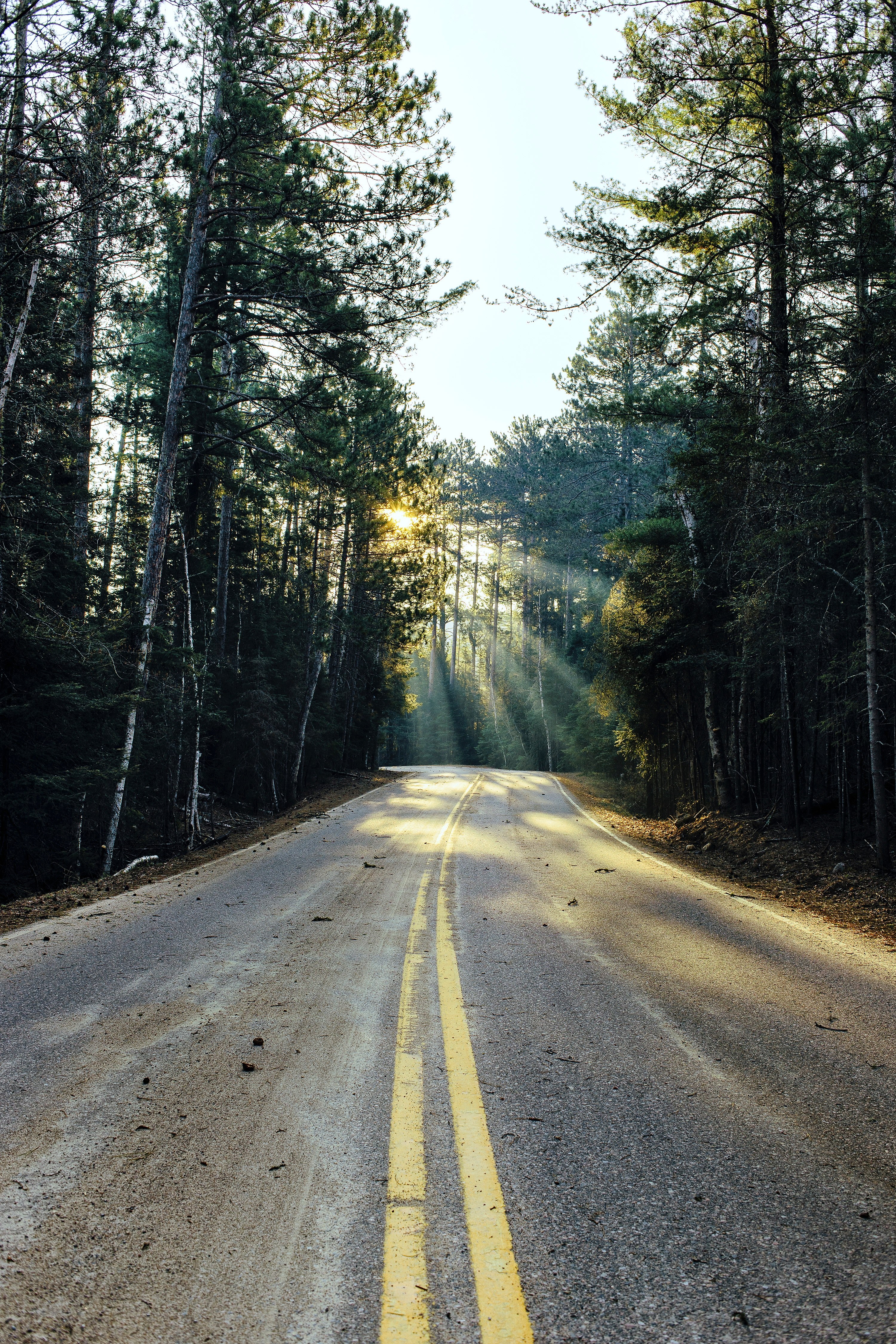 staring down the middle of the road in a forest at bear head state park road, bear head state park road 4k, Phone HD Wallpaper