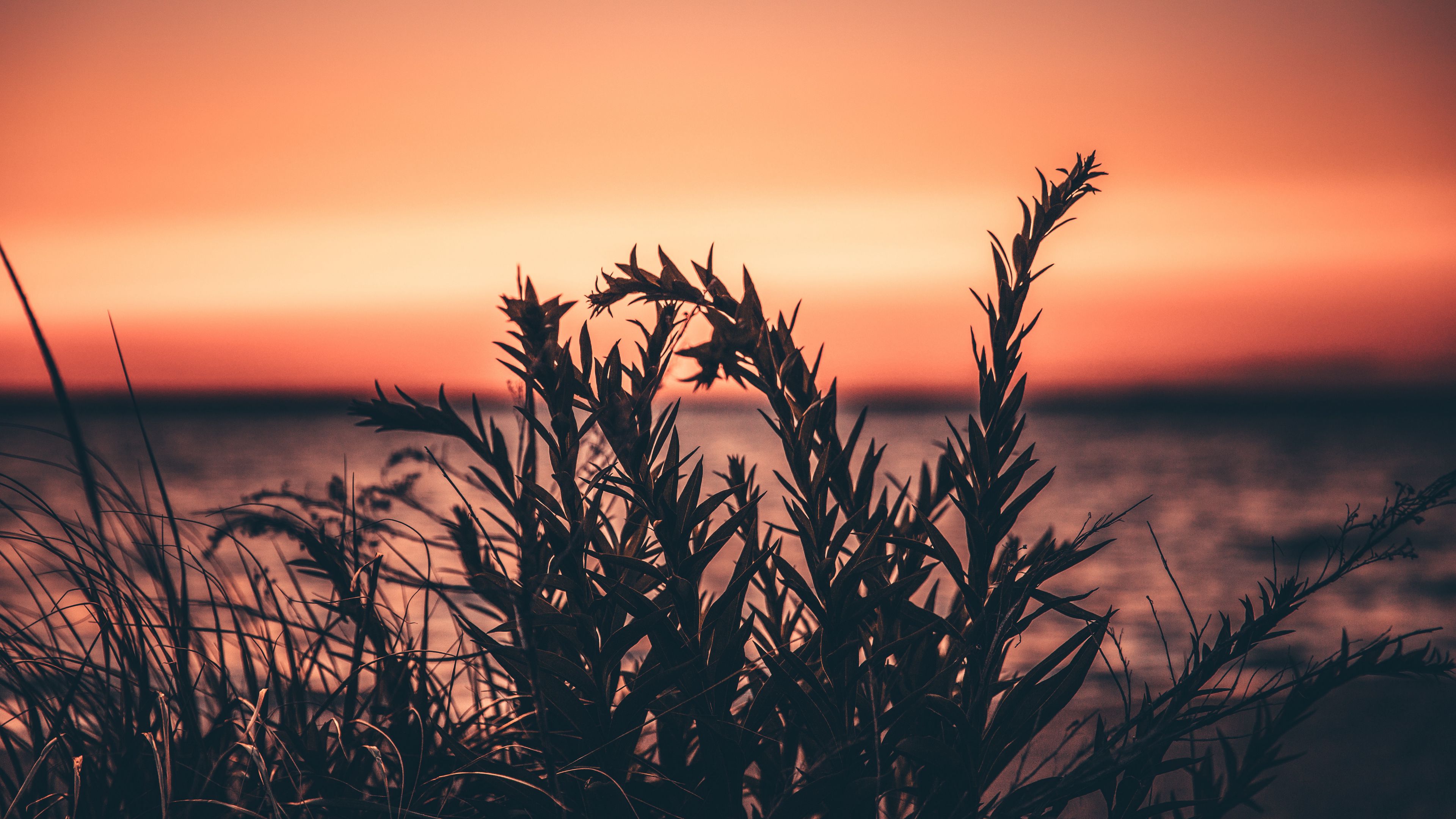 grass, plant, sunset, 4k, HD Wallpaper