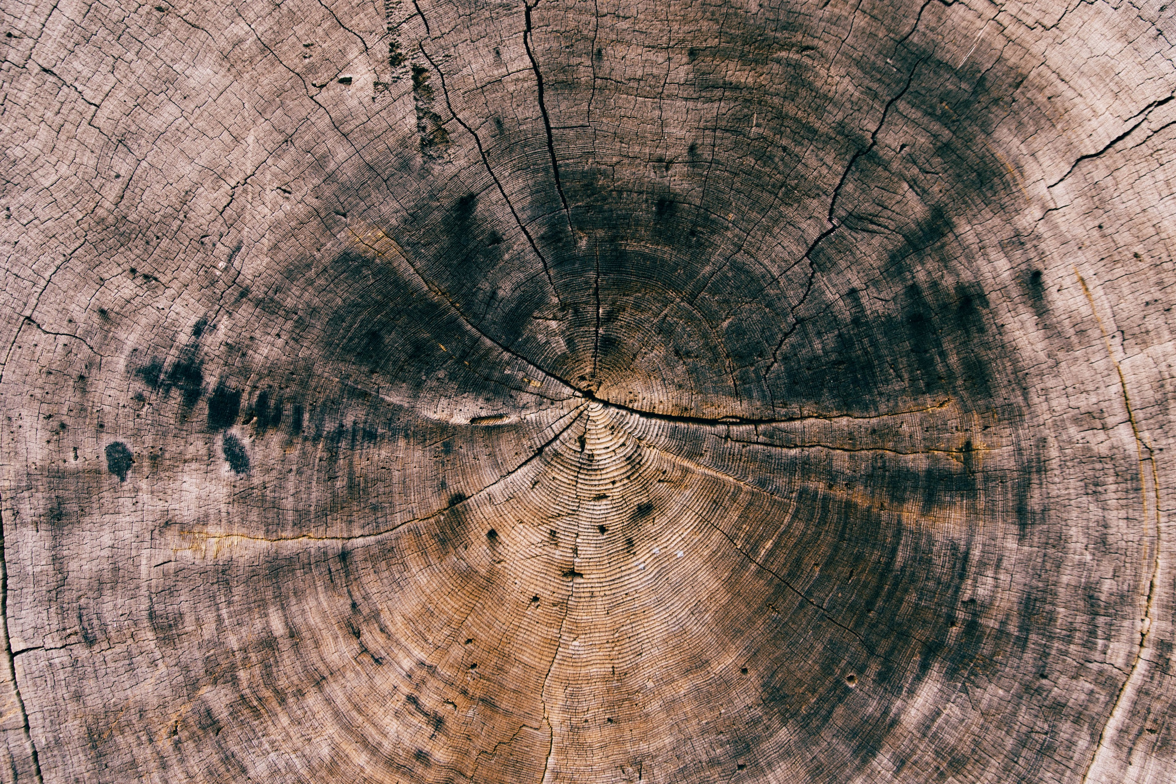an overhead shot of the circles in an old tree trunk, tree trunk circles 4k, HD Wallpaper