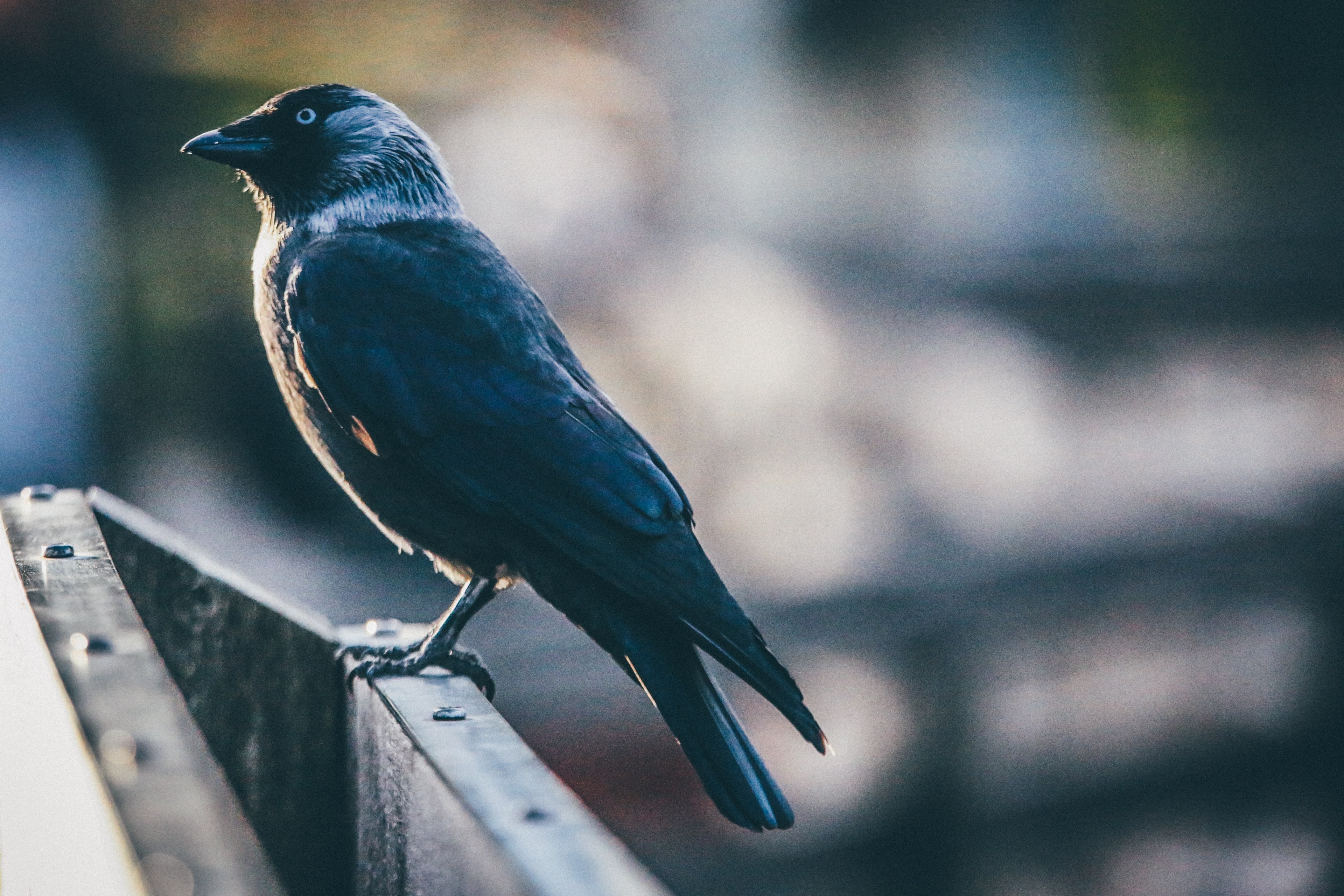 raven with dark feathers perches on a ledge at the zoo, bird on a perch 4k, HD Wallpaper