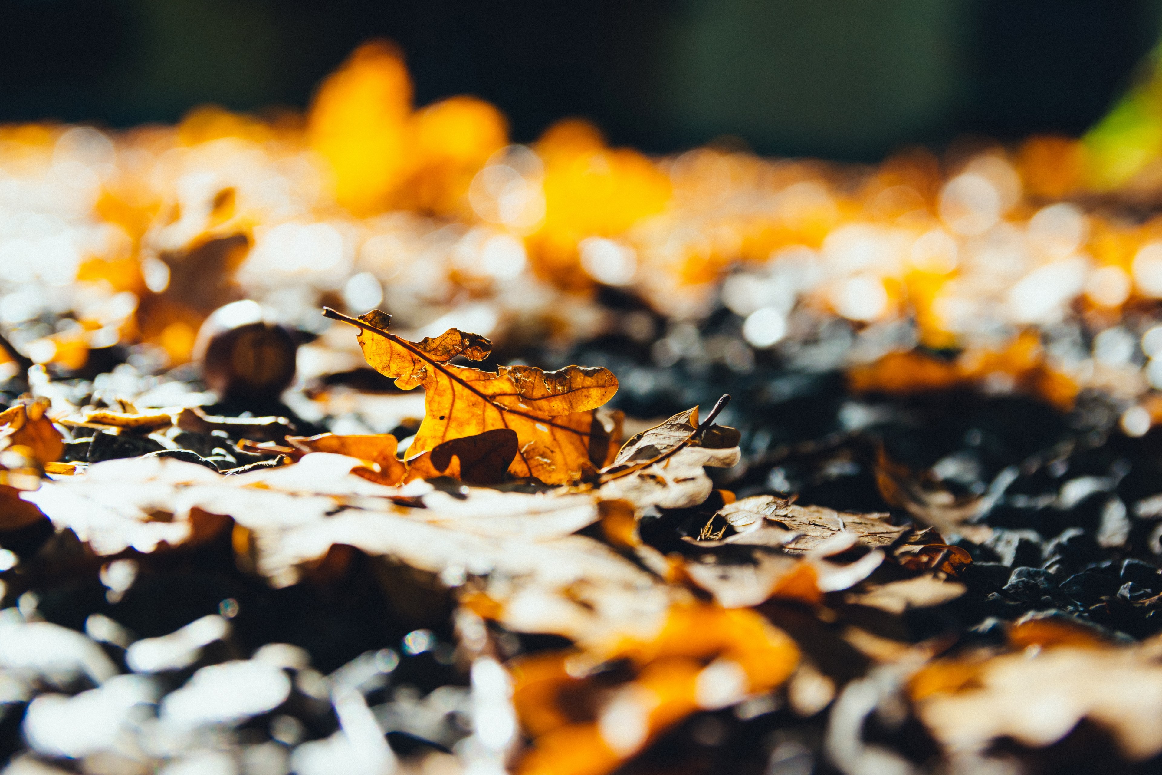 leaf ground fallen leaves and autumn 4k, HD Wallpaper
