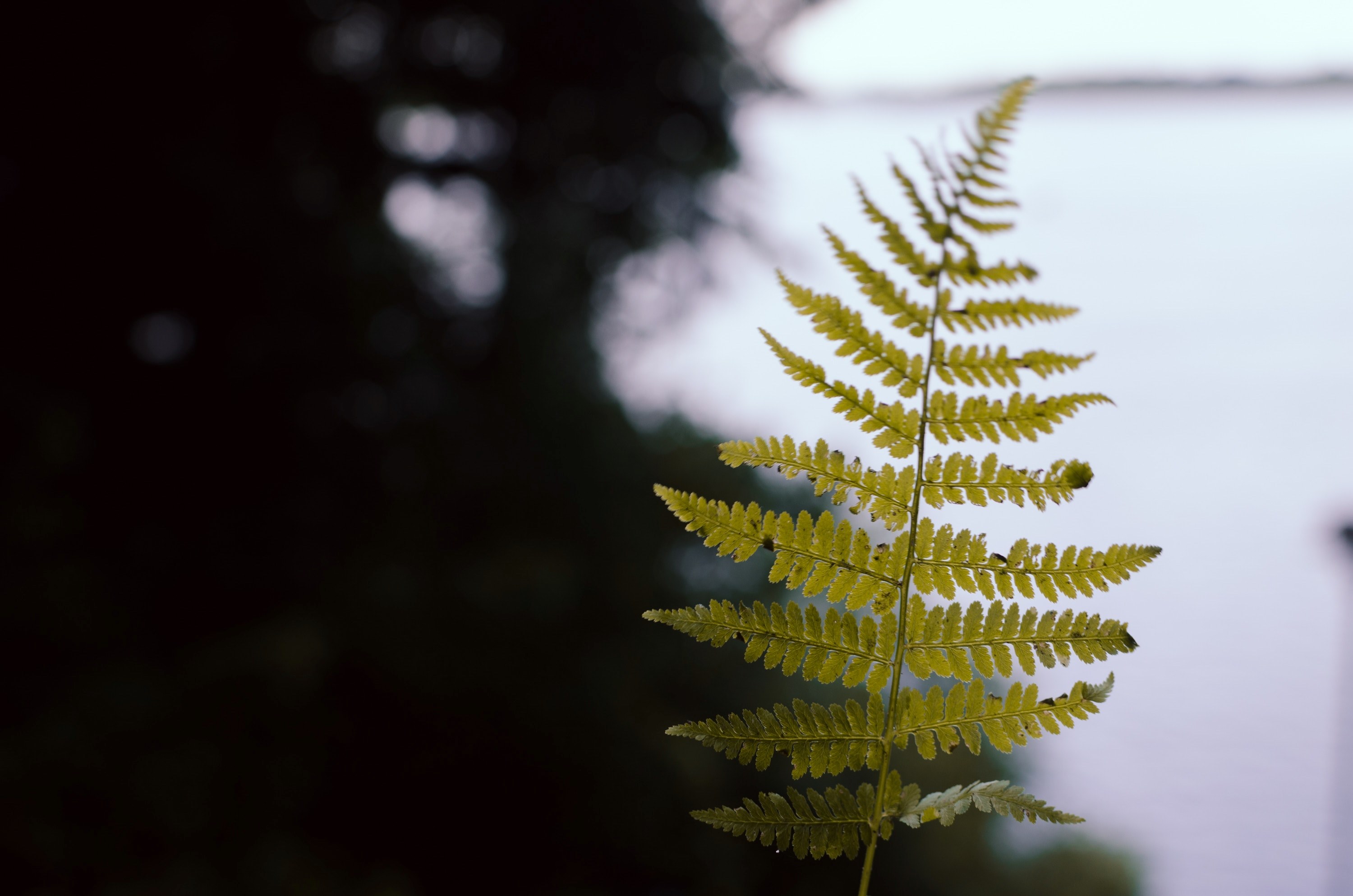 foliage fern leaf and plant 4k, HD Wallpaper