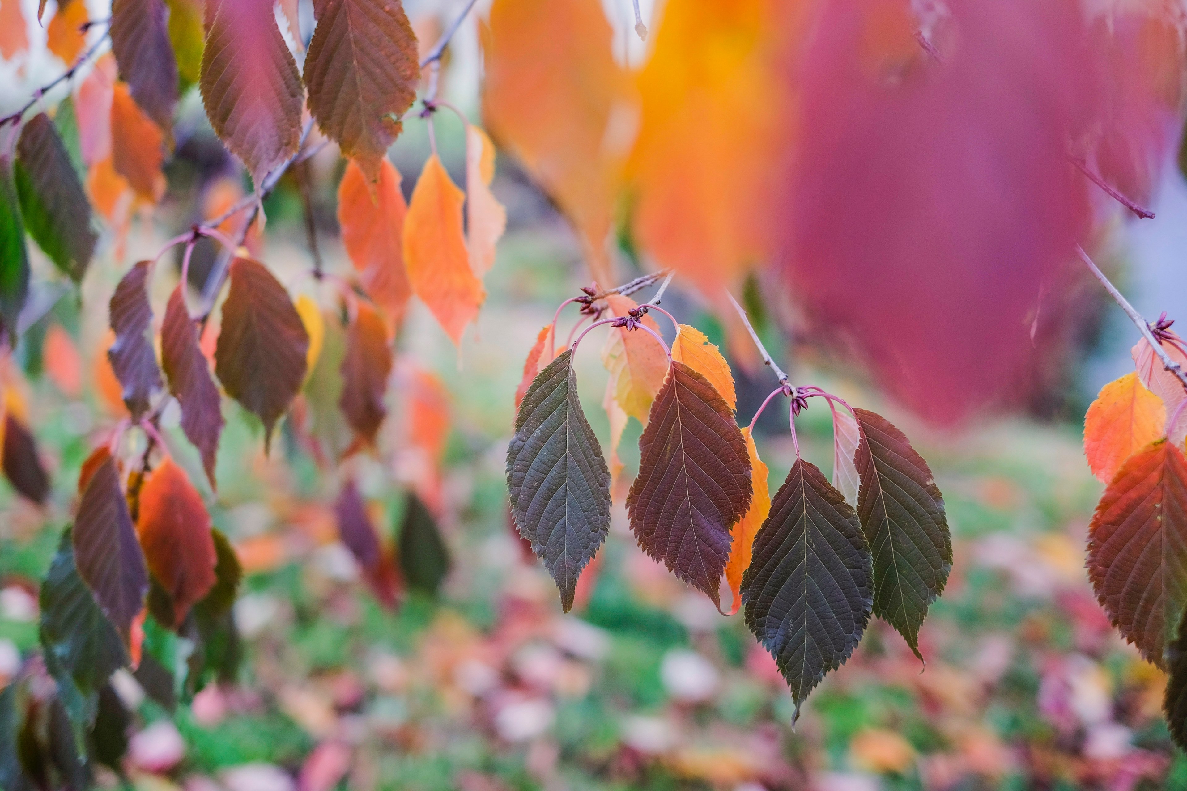 season hanging branch and autumn 4k, HD Wallpaper