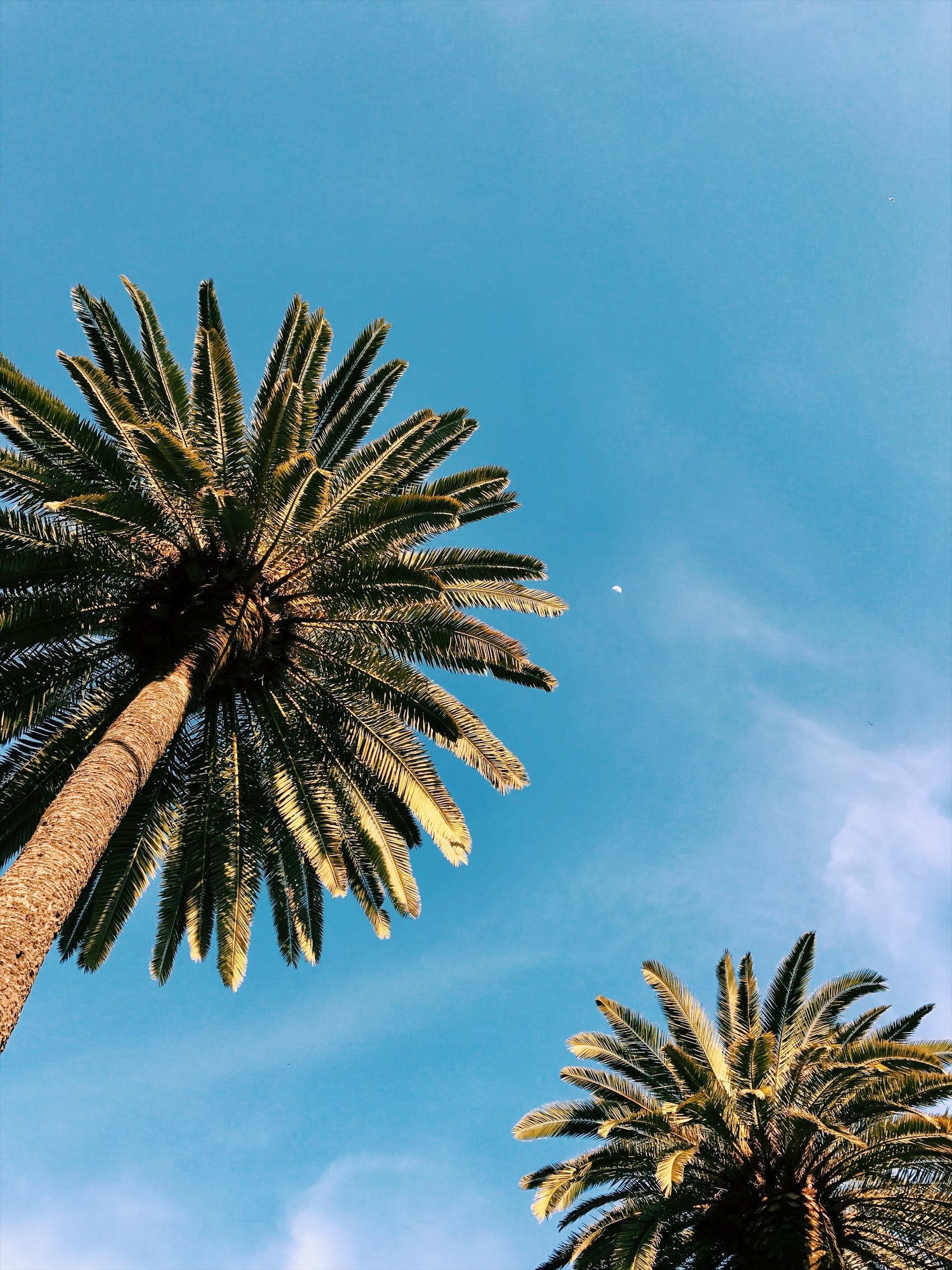 palm tree sky trunk and summer hd, 4k, Phone HD Wallpaper