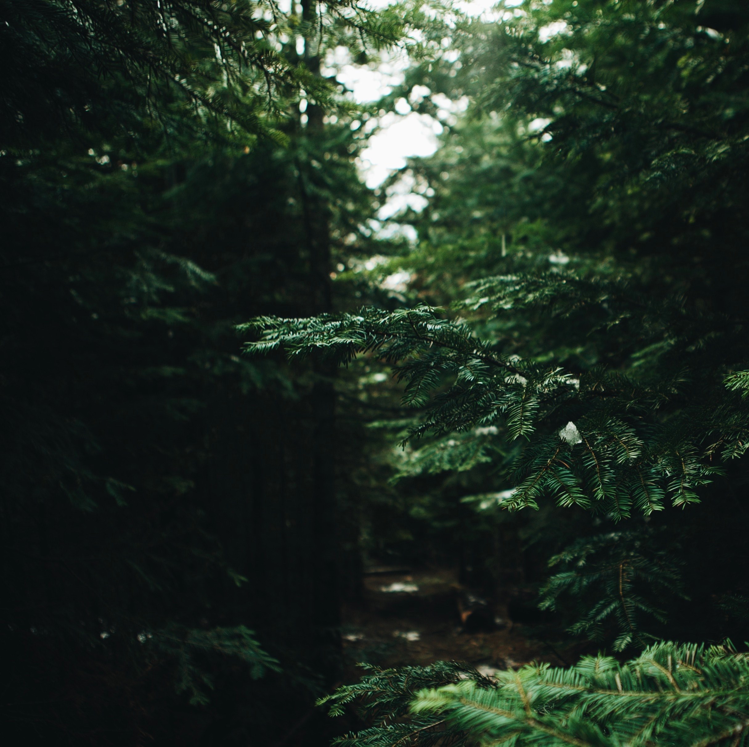 green coniferous branches hanging over a forest trail, the dark forest 4k, HD Wallpaper