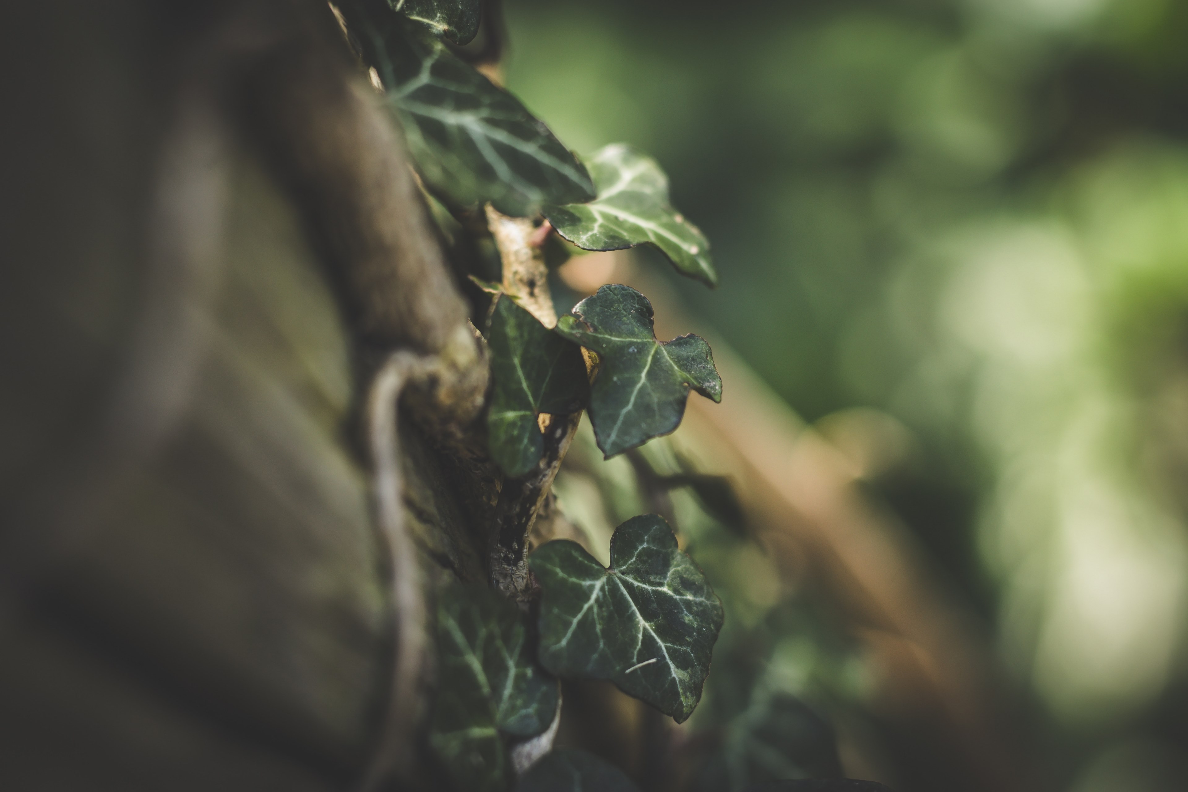 ivy green vine and climbing 4k, HD Wallpaper