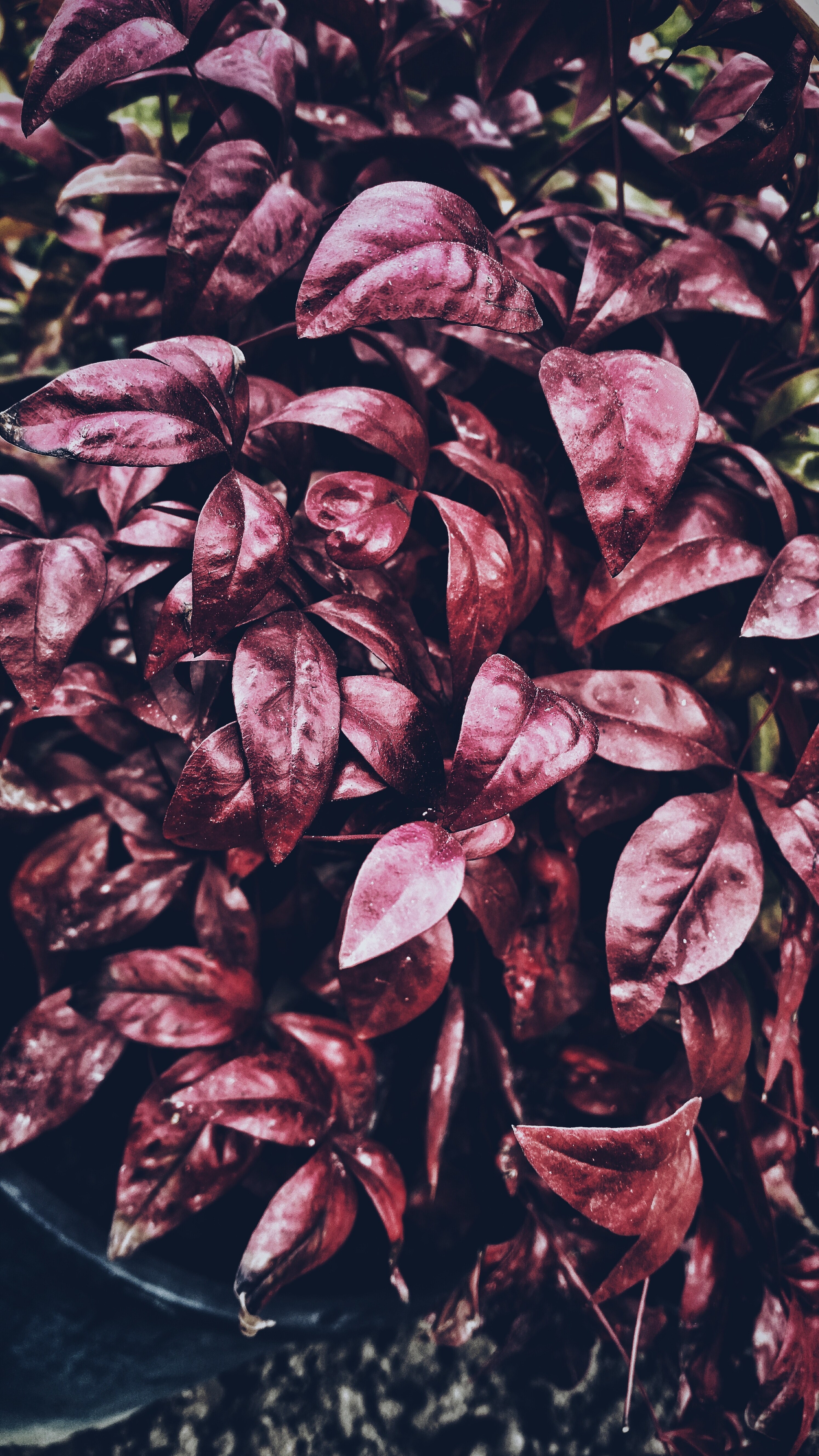 eat brown gourmet and plant hd, 4k, Phone HD Wallpaper