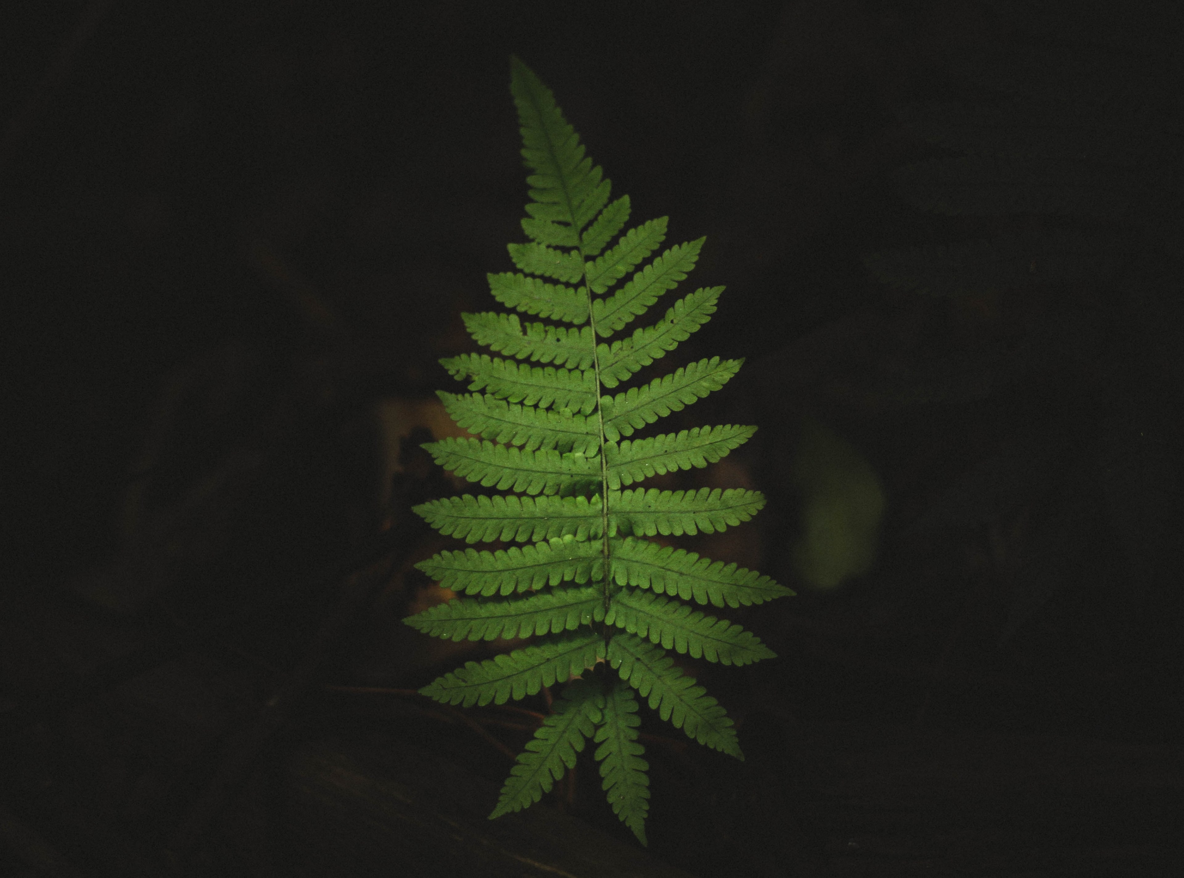 leaf foliage fern and dark 4k, HD Wallpaper