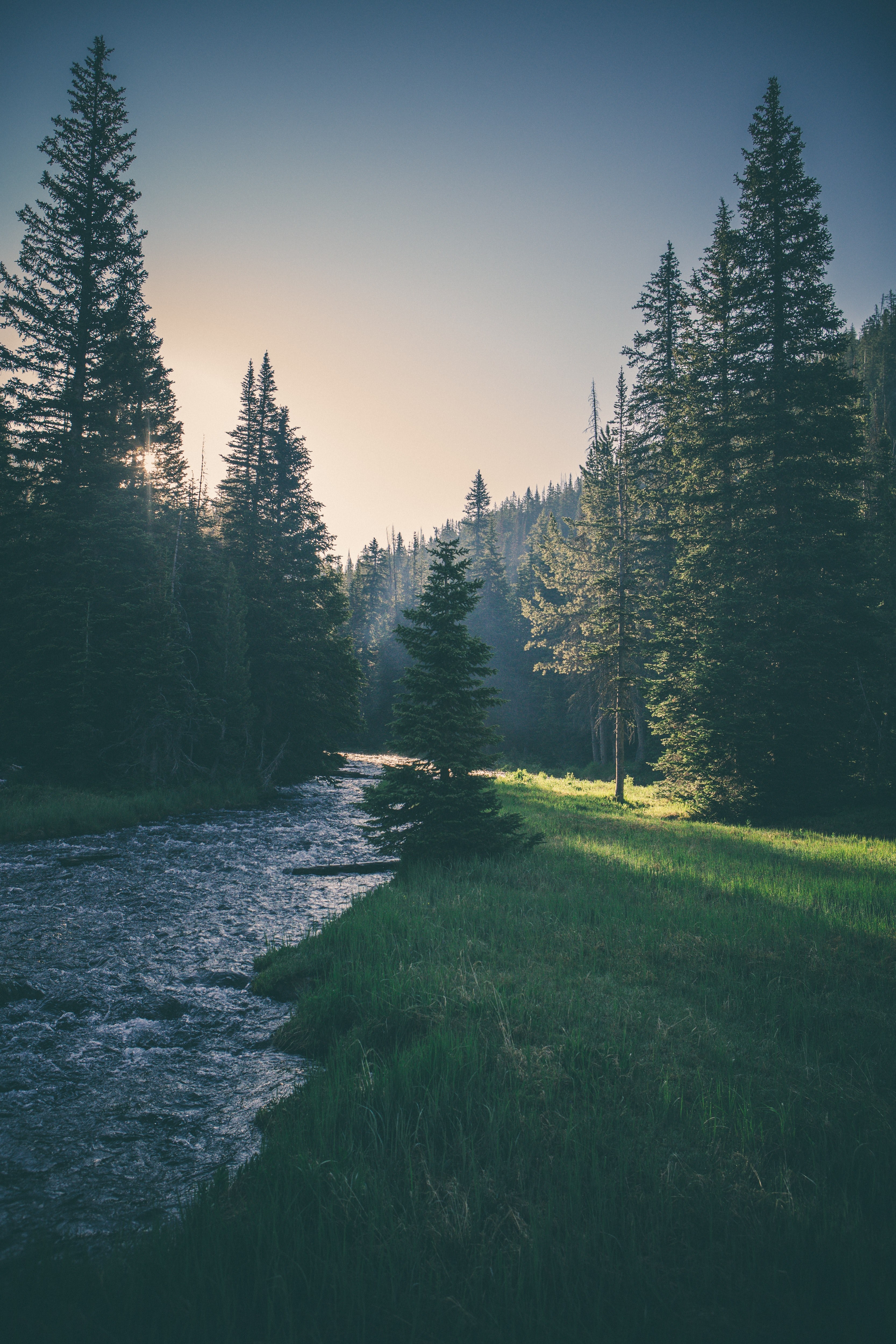 a choppy stream flows slowly as conifers cast long shadows, creek in the tree shade 4k, Phone HD Wallpaper