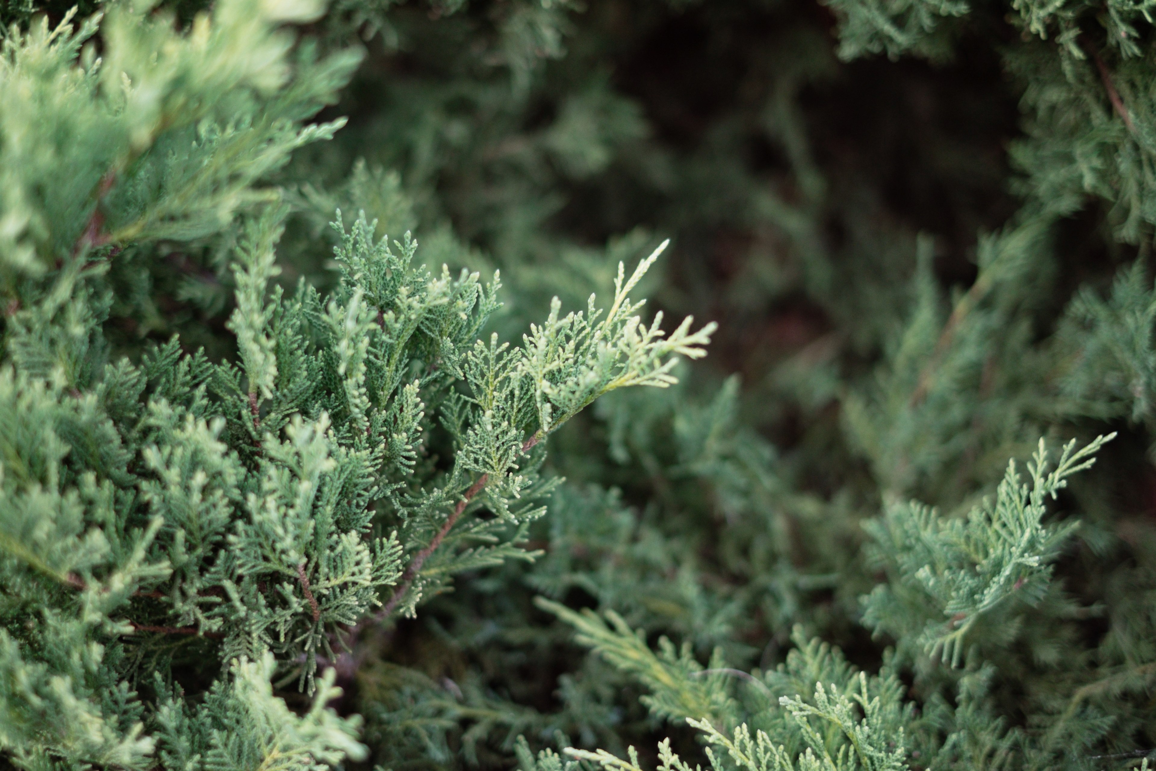 bush hedge shrub and yard 4k, HD Wallpaper
