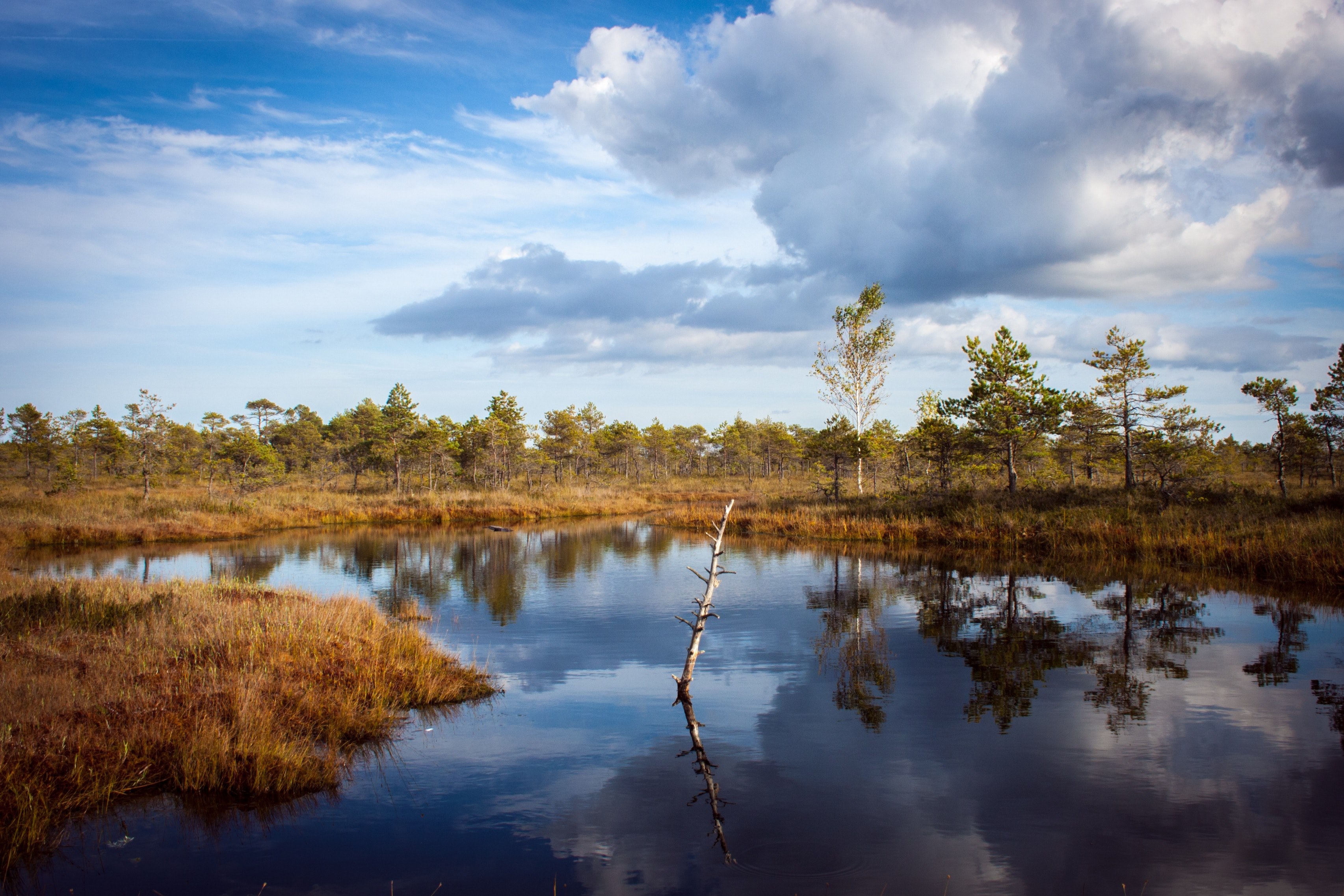 a shallow pond among short trees and orange grasses on an autumns day, autumn pond 4k, HD Wallpaper