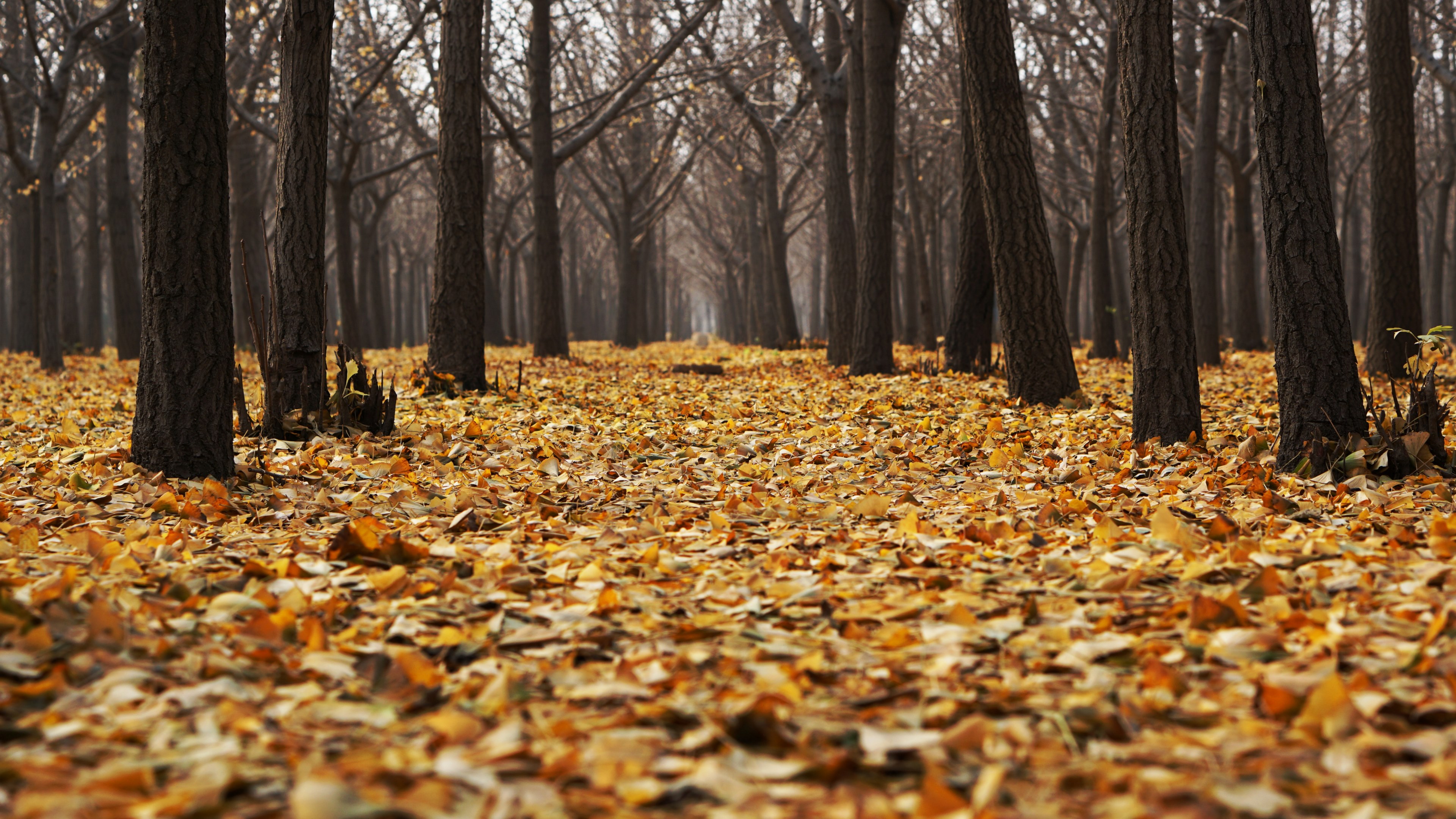 brown and orange leaves on the forest floor, carpet of autumn leaves 4k, HD Wallpaper