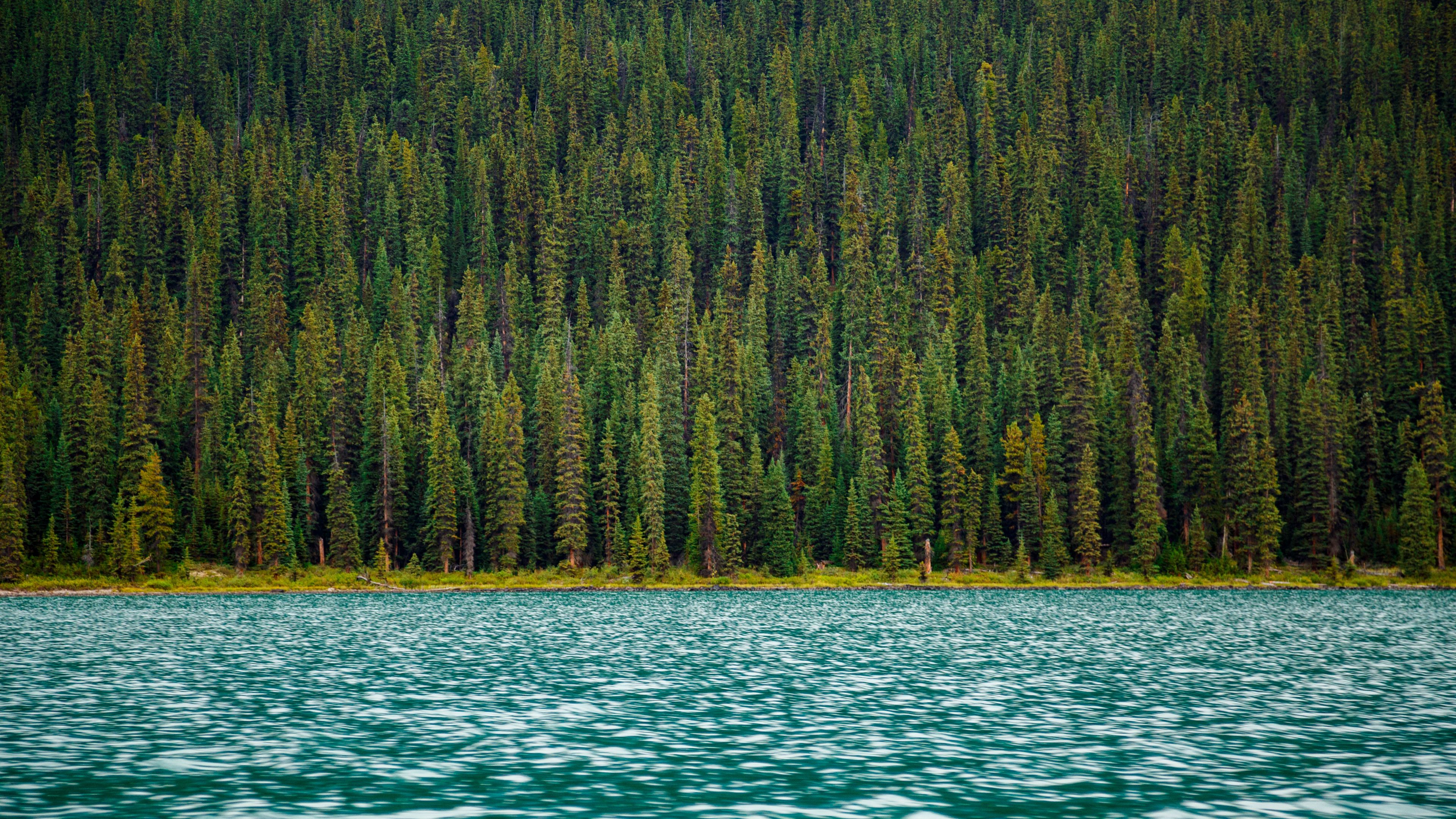 trees, river, water, surface, 4k, HD Wallpaper