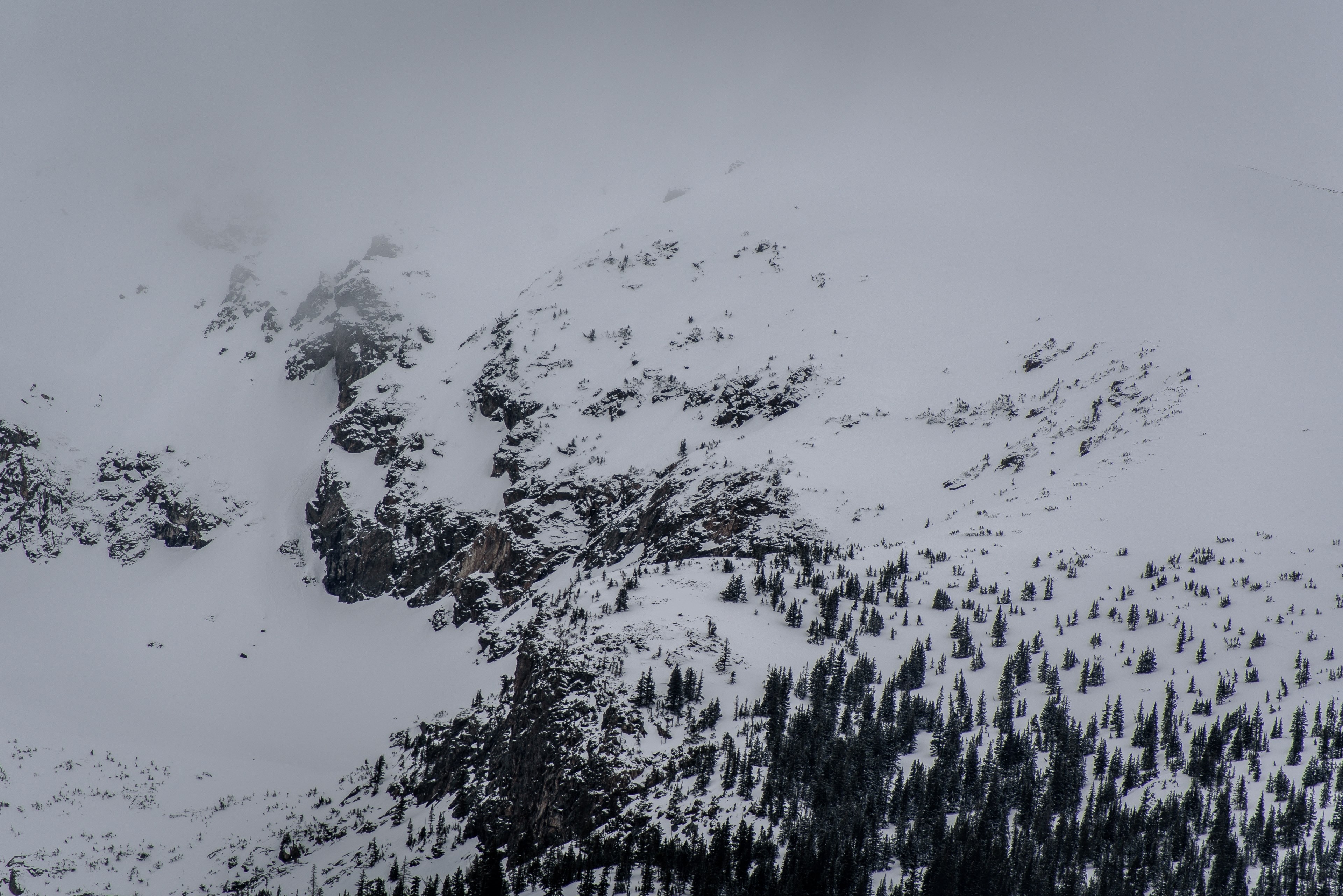 a tree lined mountain slope coated with a thick layer of snow in silverthorne, tree lined slope in the winter 4k, HD Wallpaper