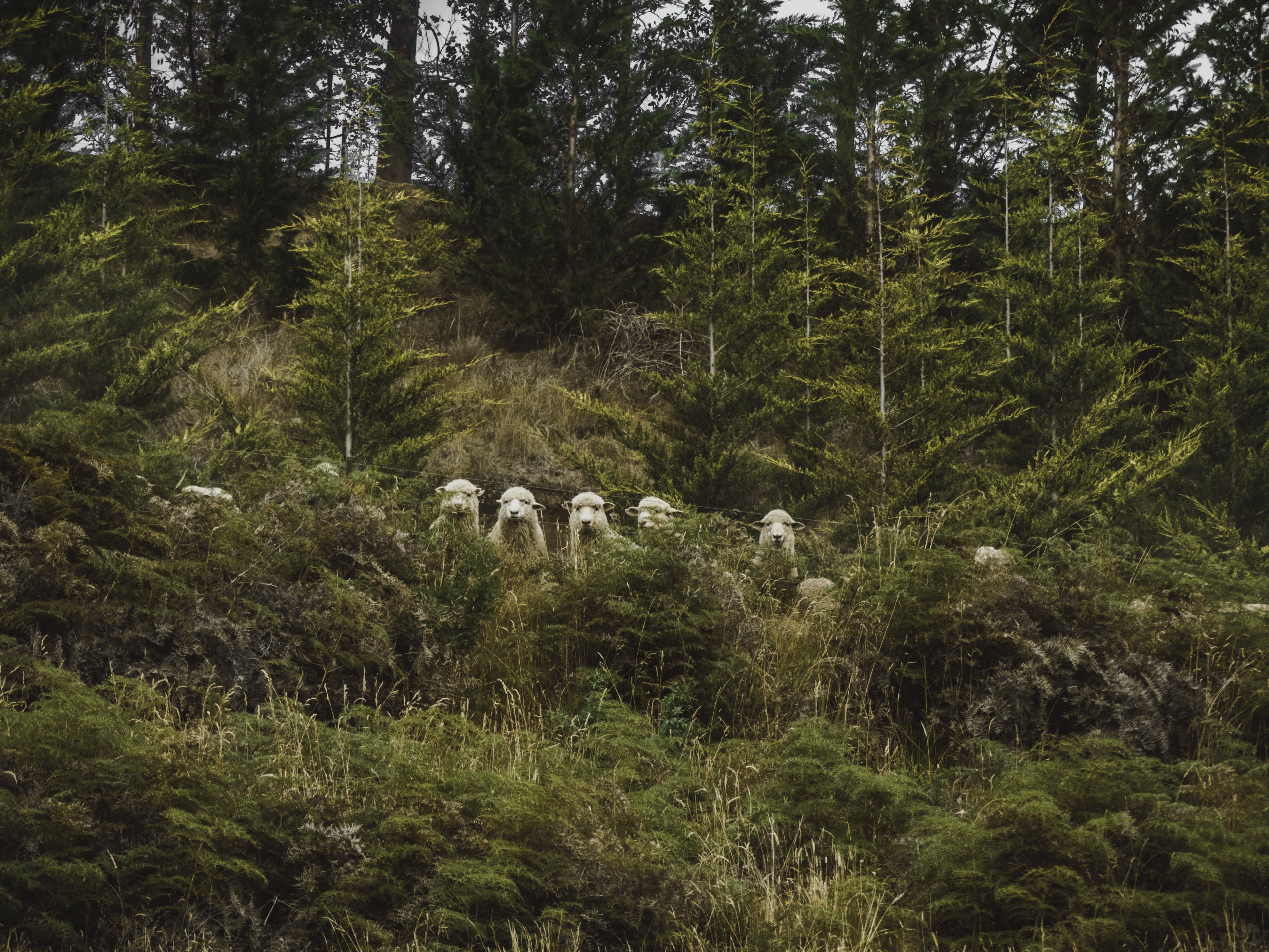 a herd of sheep standing in a row behind green bushes, watching you 4k, HD Wallpaper