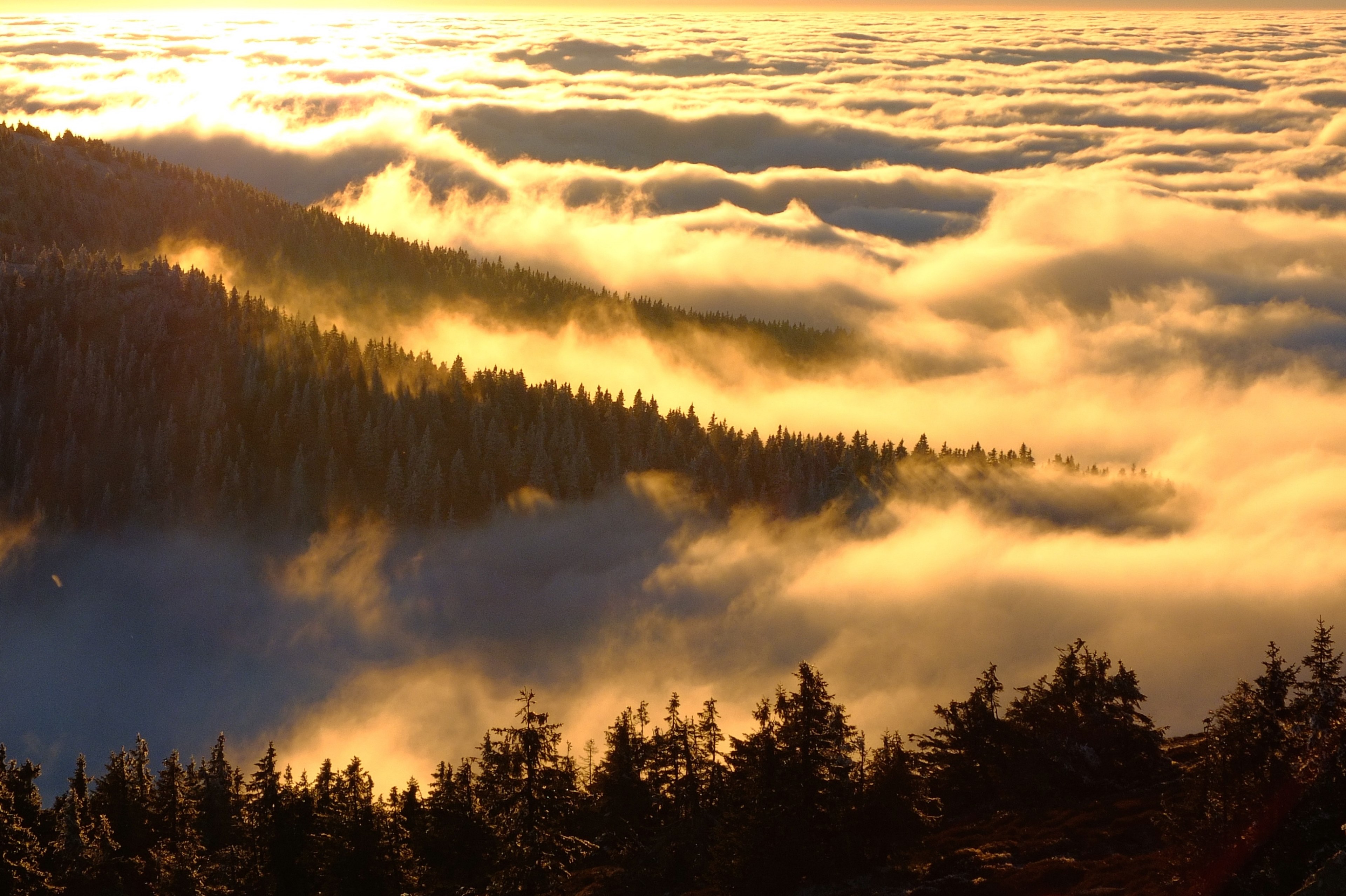 forested hills rising up above a sea of clouds, home 4k, HD Wallpaper