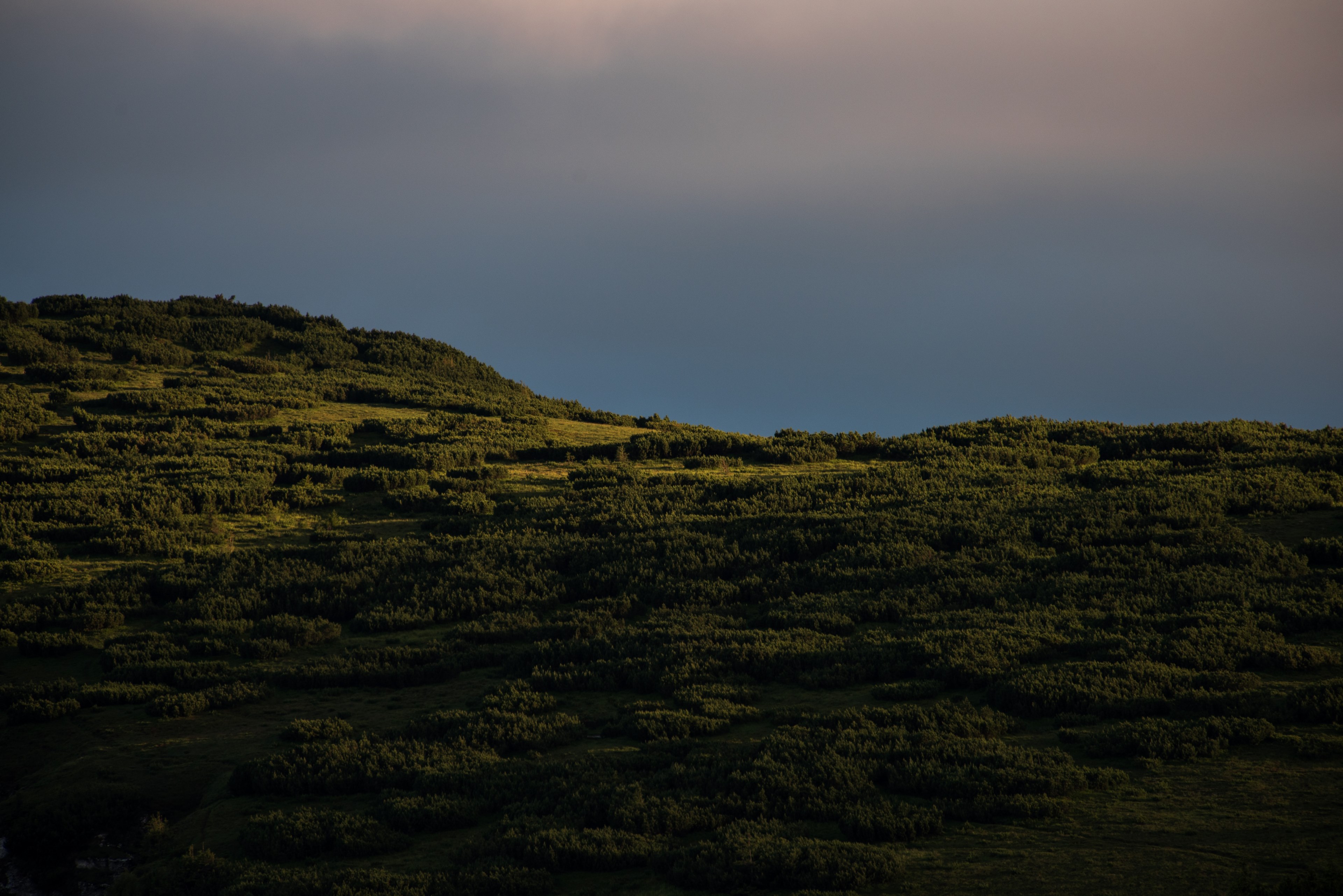 a steep slope covered in green shrubs and trees, woods on a steep slope 4k, HD Wallpaper