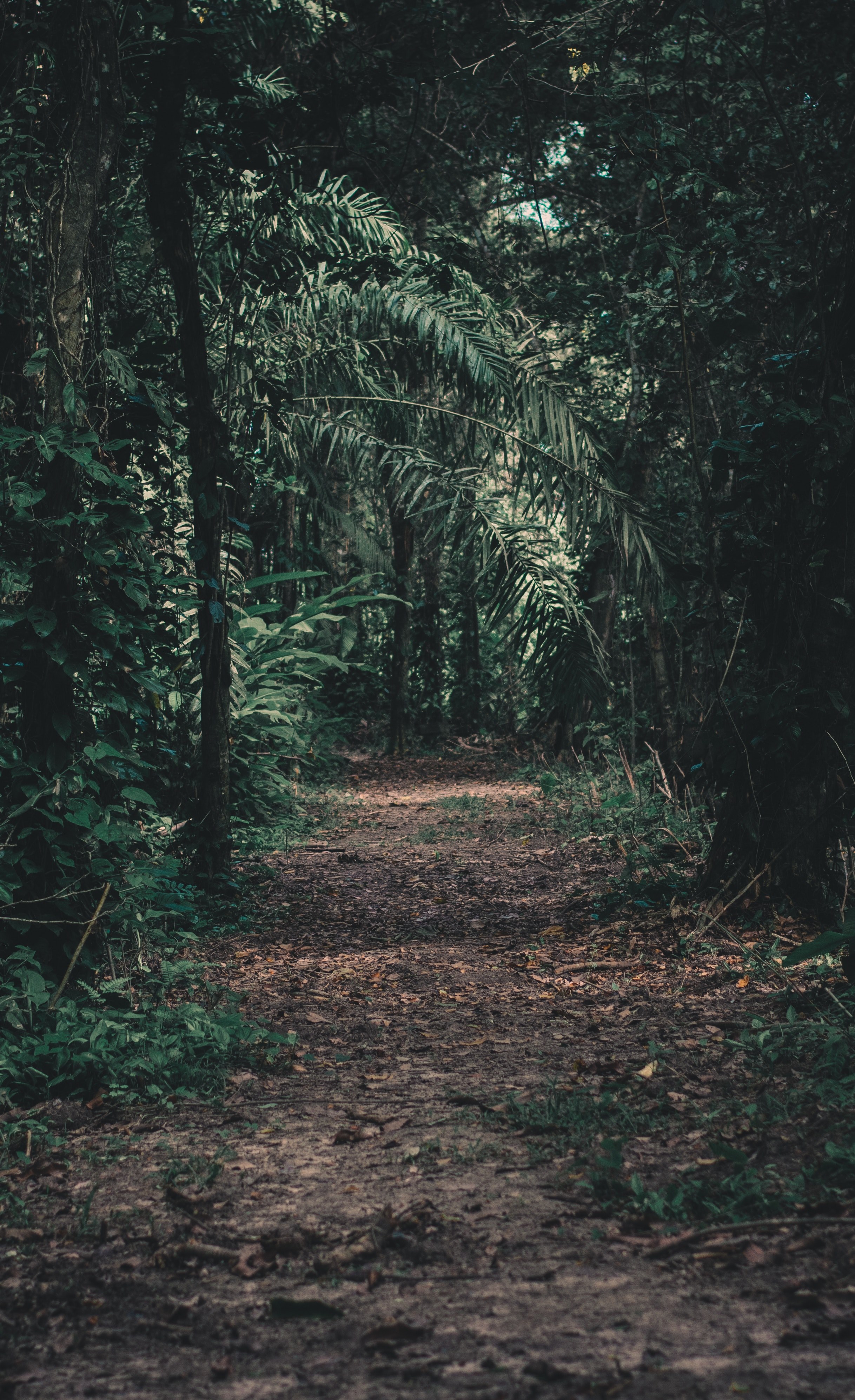 a leaf covered path through a tropical forest in peperpot nature park, lost 4k, Phone HD Wallpaper