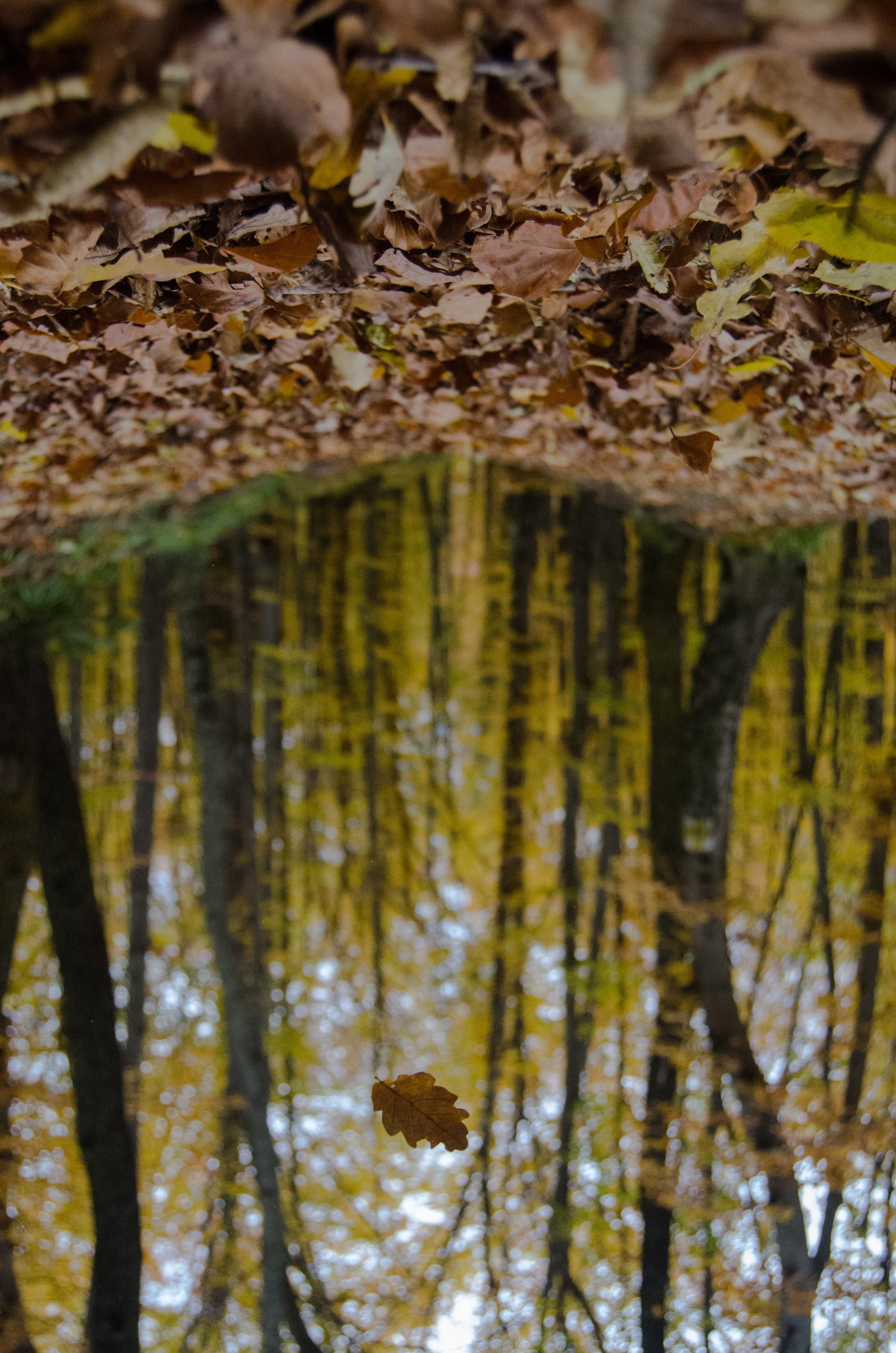 alone and free 4k, Phone HD Wallpaper