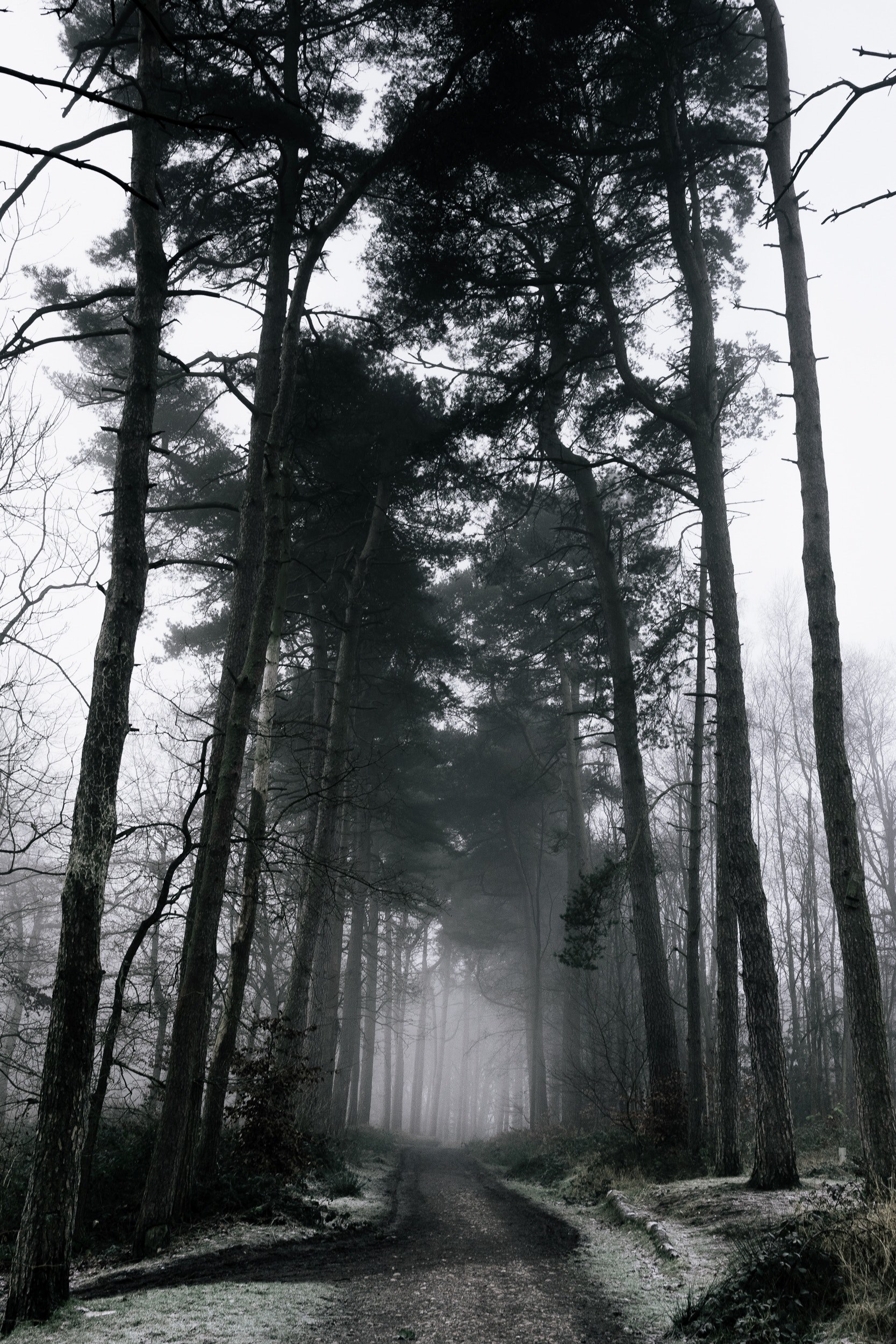 a misty tree lined path on a cloudy day, gloomy path 4k, Phone HD Wallpaper