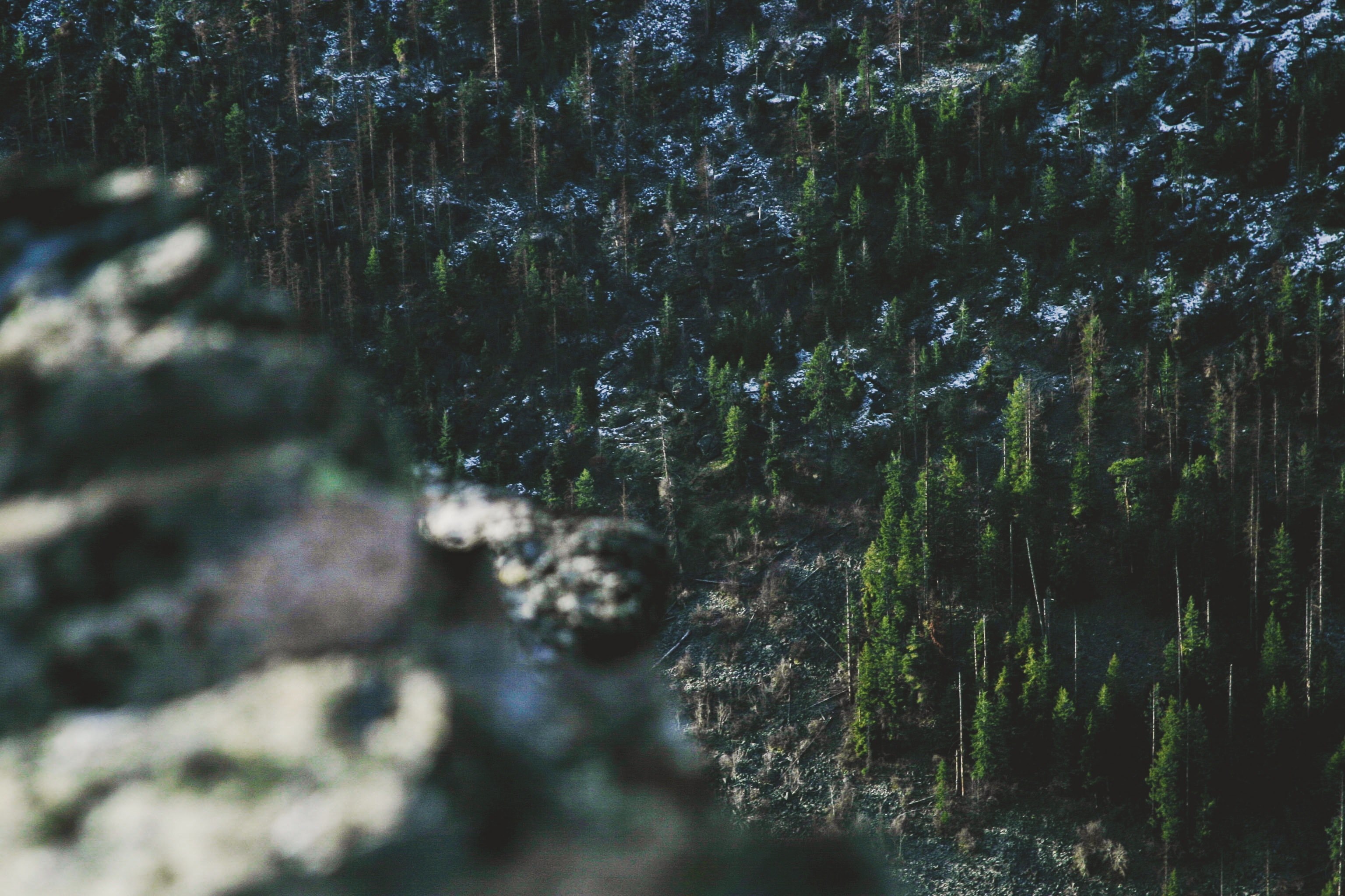 view from a mountain down on a forest partly covered in snow, forest down below 4k, HD Wallpaper