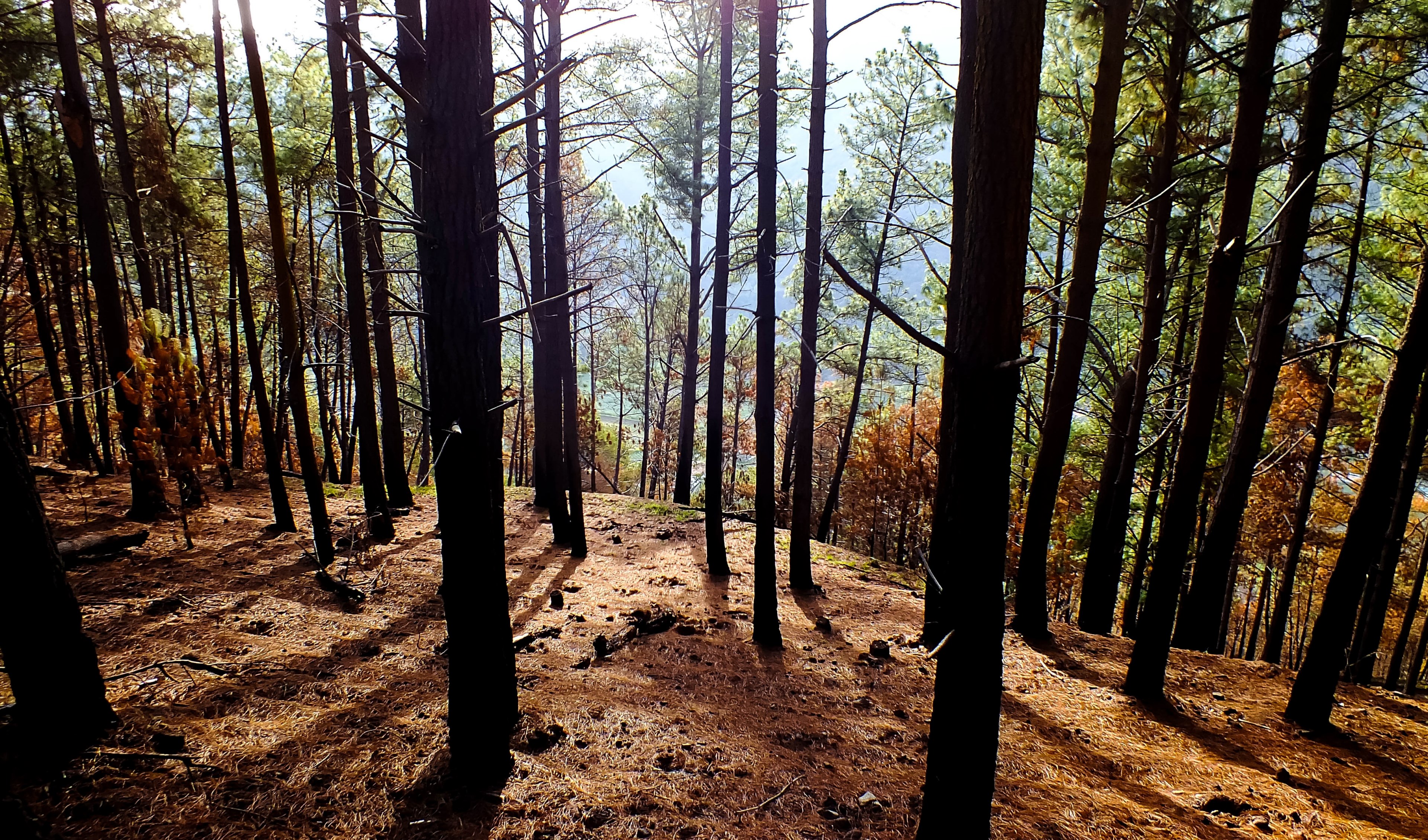 dark tree trunks in a forest growing on a slope in the autumn, autumn forest on a slope 4k, HD Wallpaper