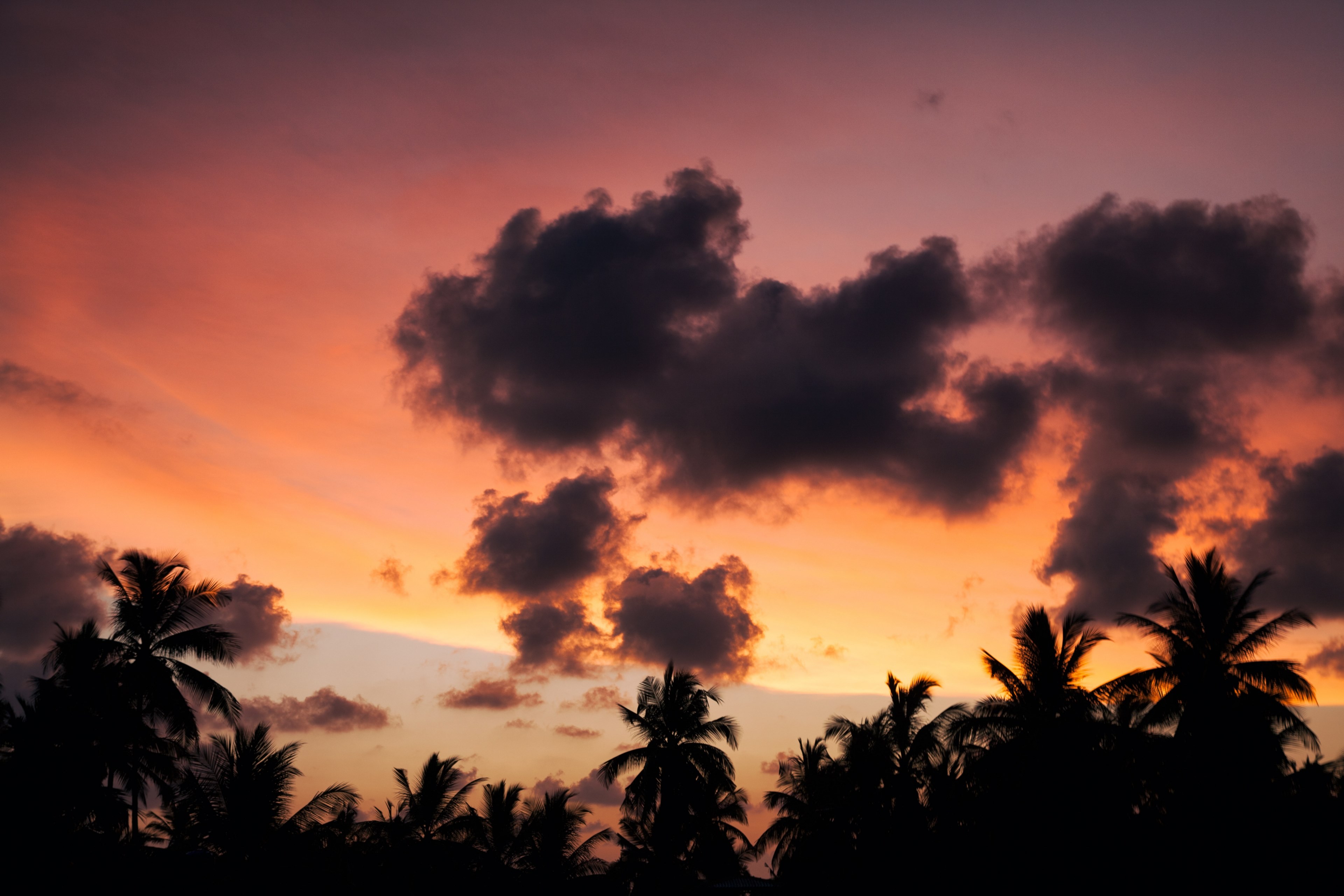 colorful sky above the palm tree treetops during sunset at unawatuna beach, colorful sky during sunset 4k, HD Wallpaper
