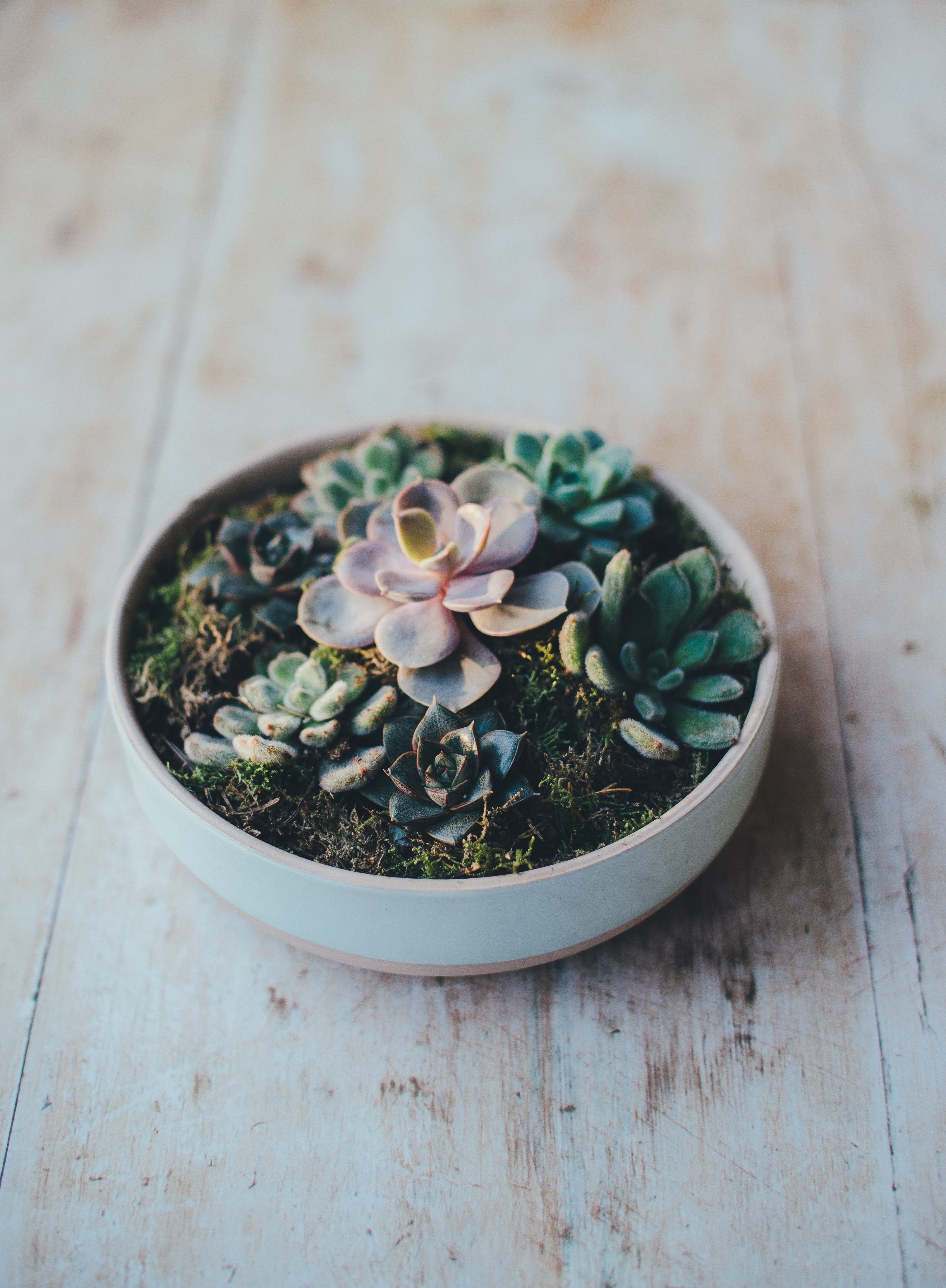 a bowl of succulents on a table, succuken 4k, Phone HD Wallpaper