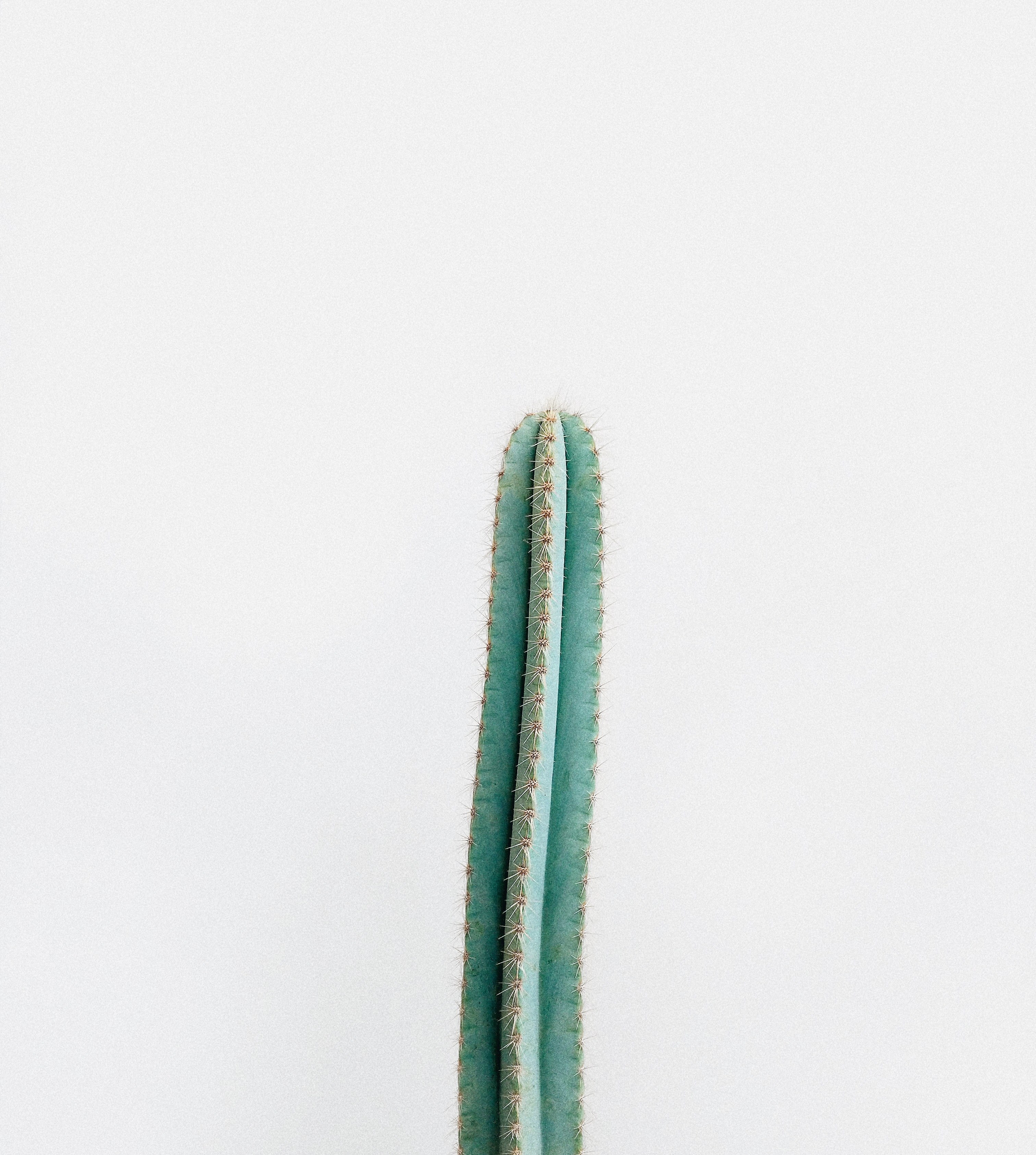 cacti hues 4k, Phone HD Wallpaper