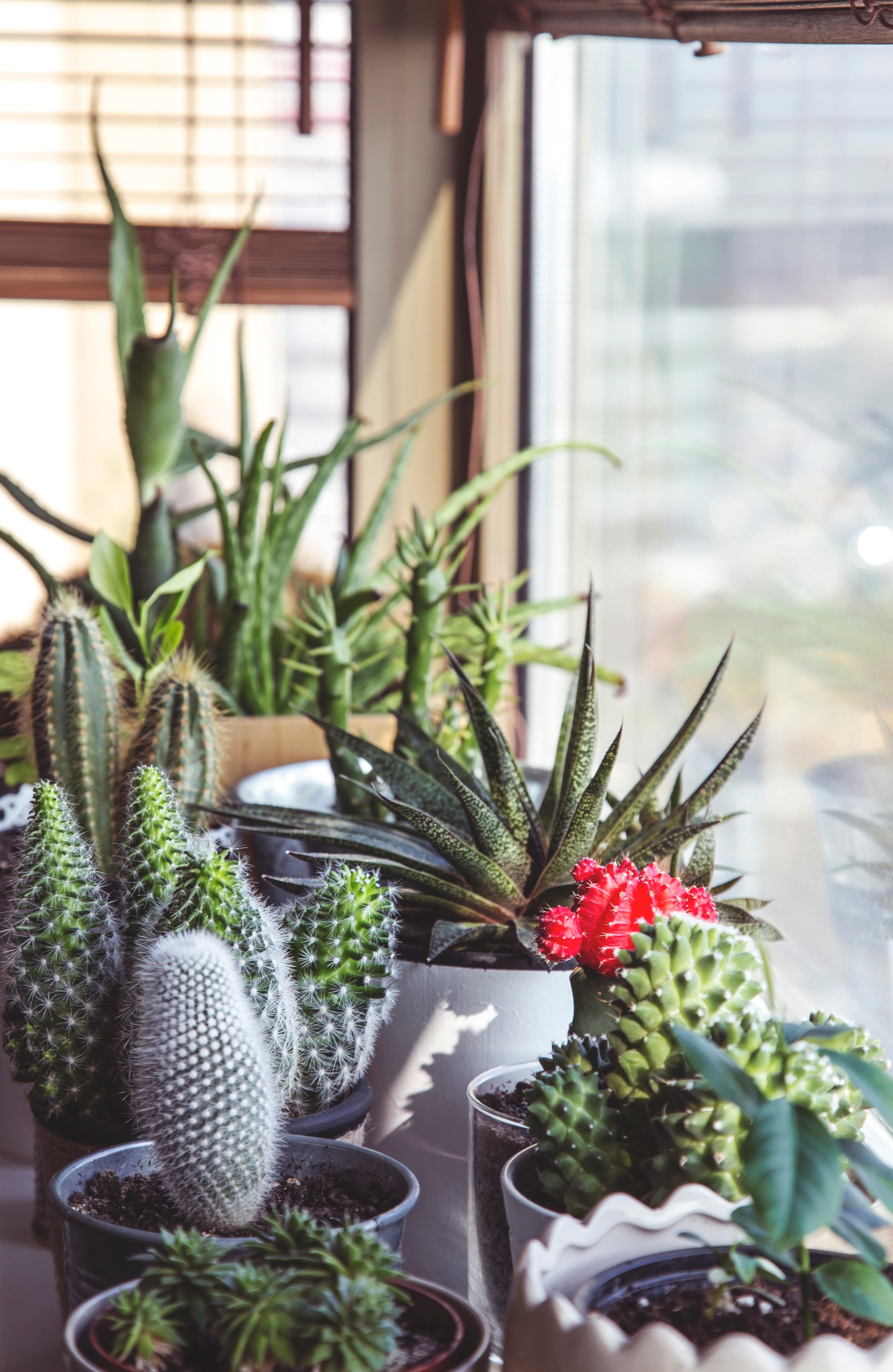 succulent plants and cacti sit in pots in front of a window, potted succulents in window 4k, Phone HD Wallpaper