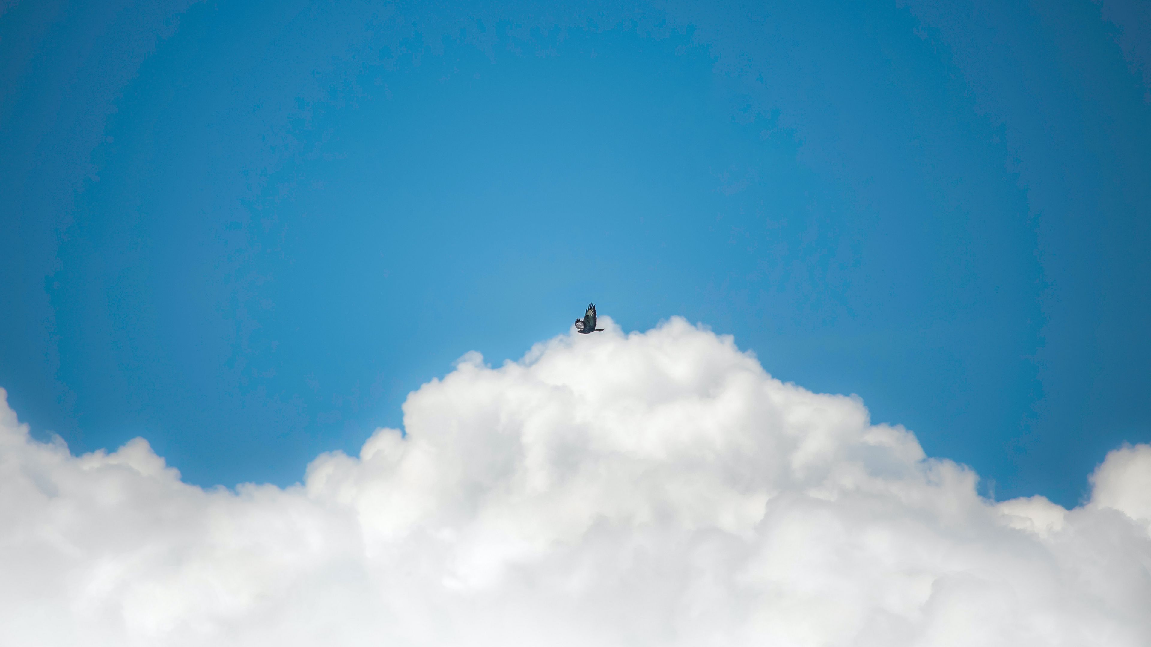bird, clouds, sky, flight, 4k, HD Wallpaper