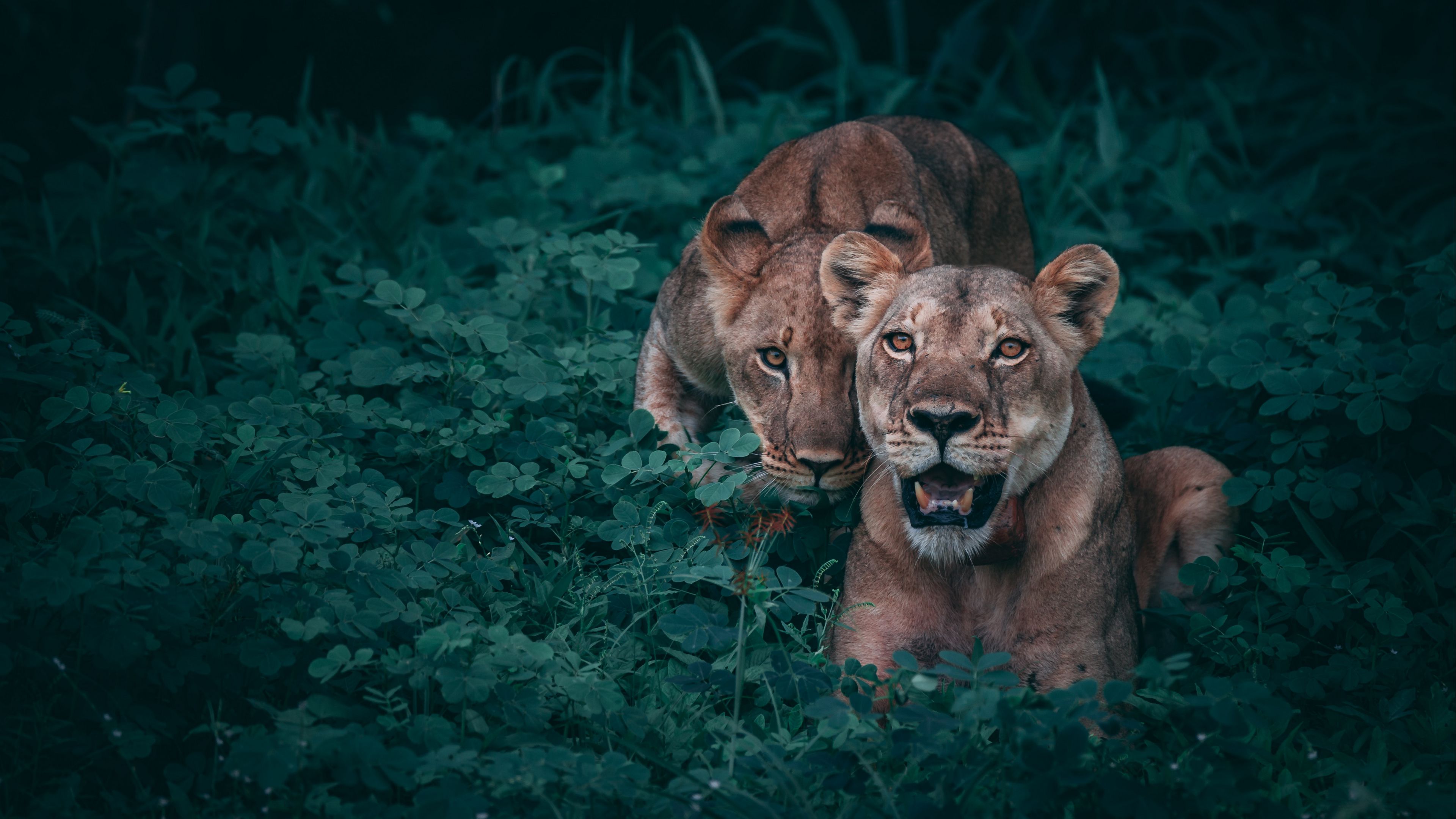 lionesses, predators, grass, 4k, HD Wallpaper