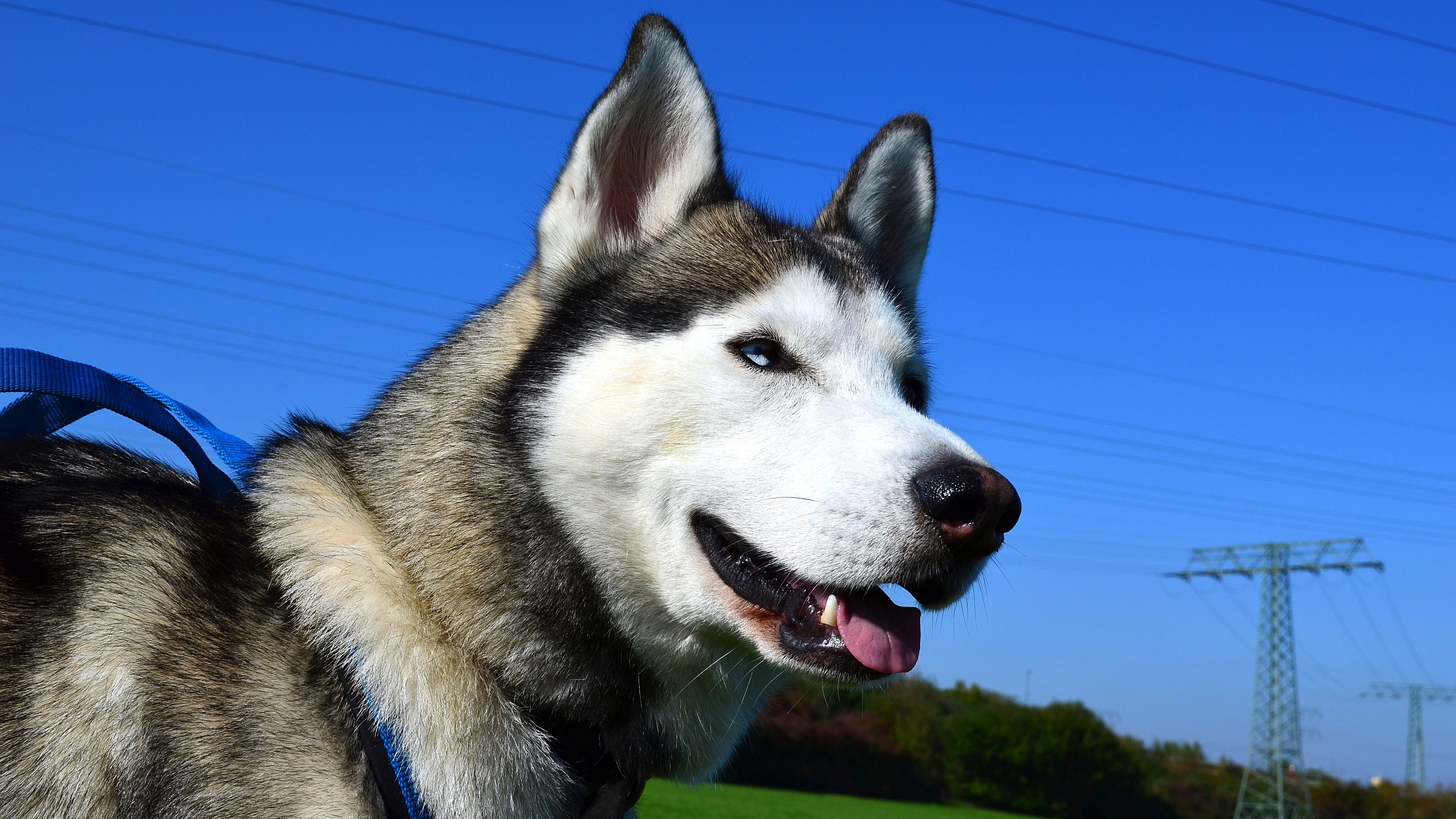 husky, dog, muzzle, eyes, 4k, HD Wallpaper
