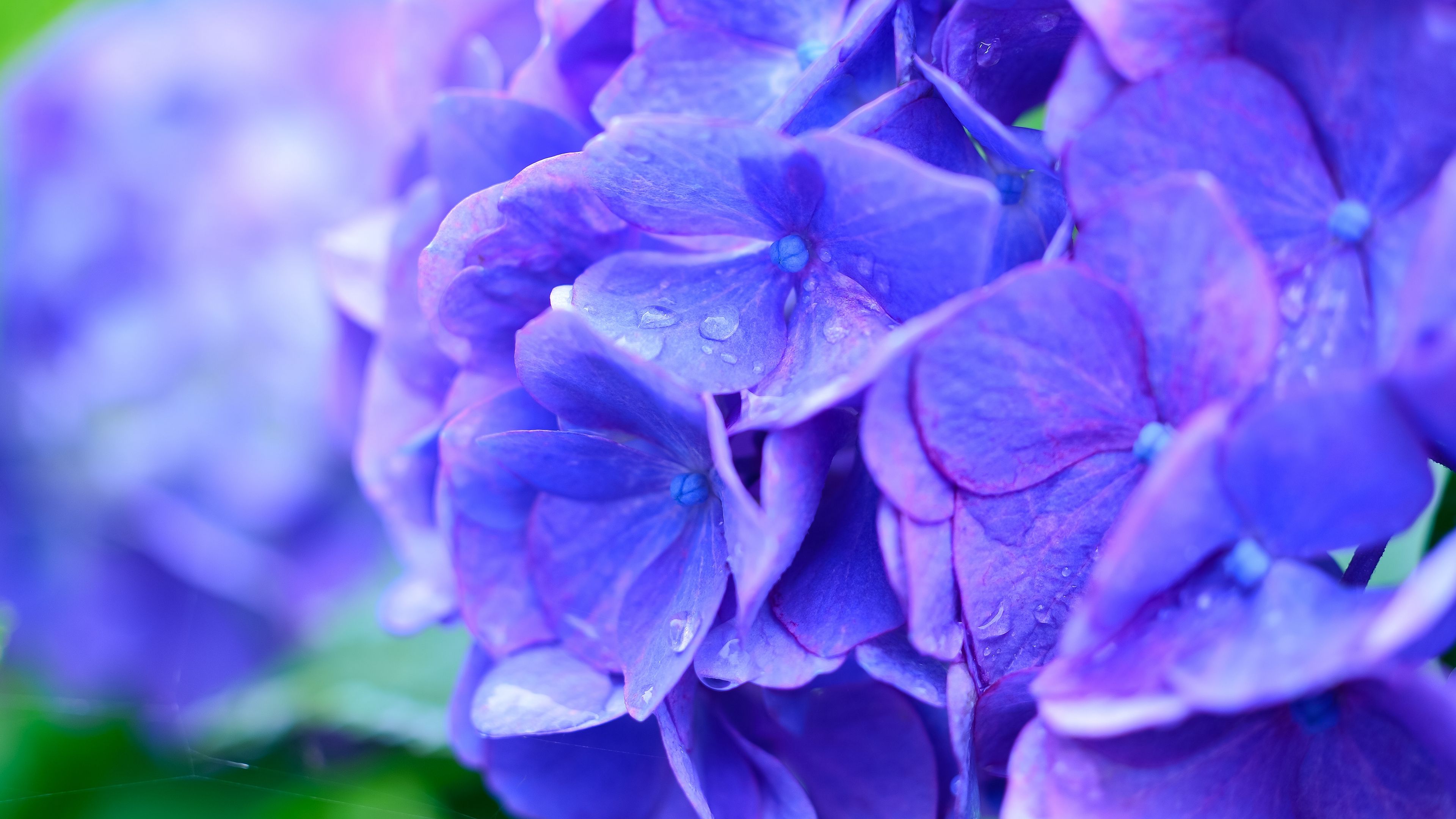 hydrangea, drops, lilac, 4k, HD Wallpaper