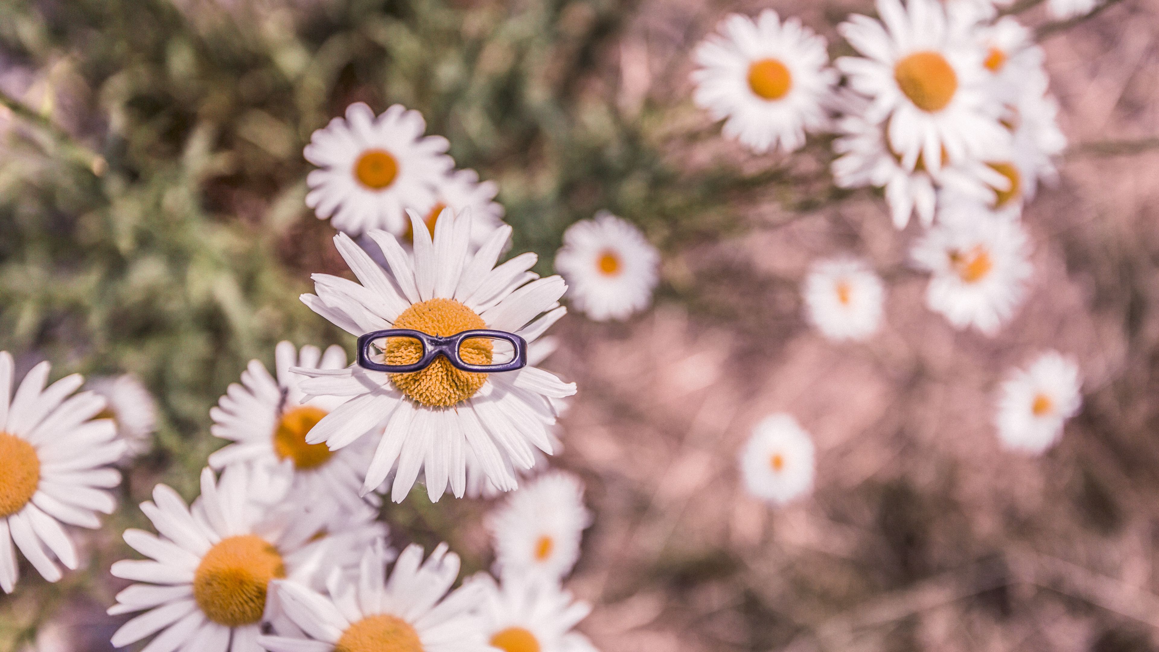 chamomile, glasses, flower bed, blur, 4k, HD Wallpaper