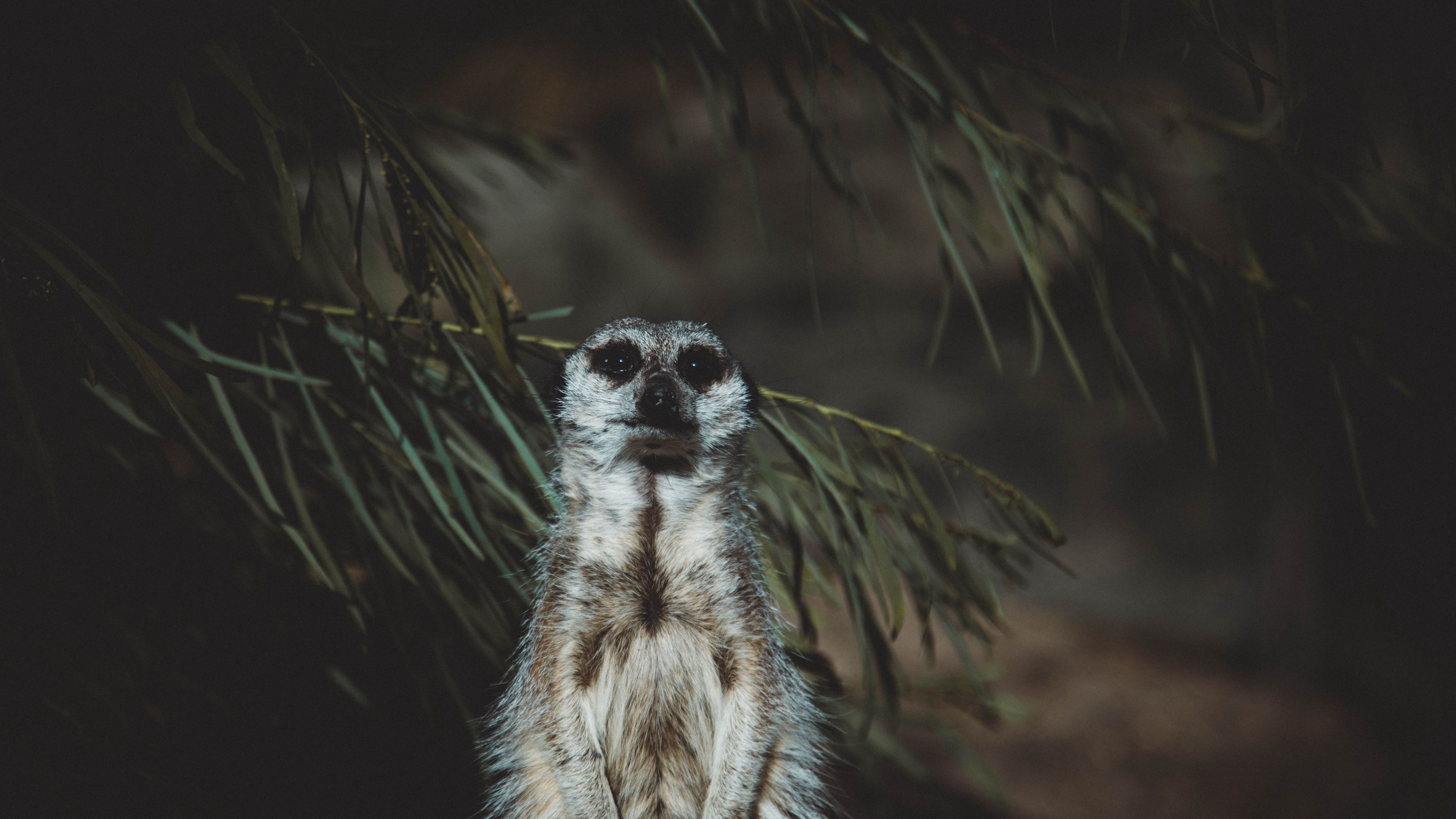 meerkat, animal, standing, funny, 4k, HD Wallpaper
