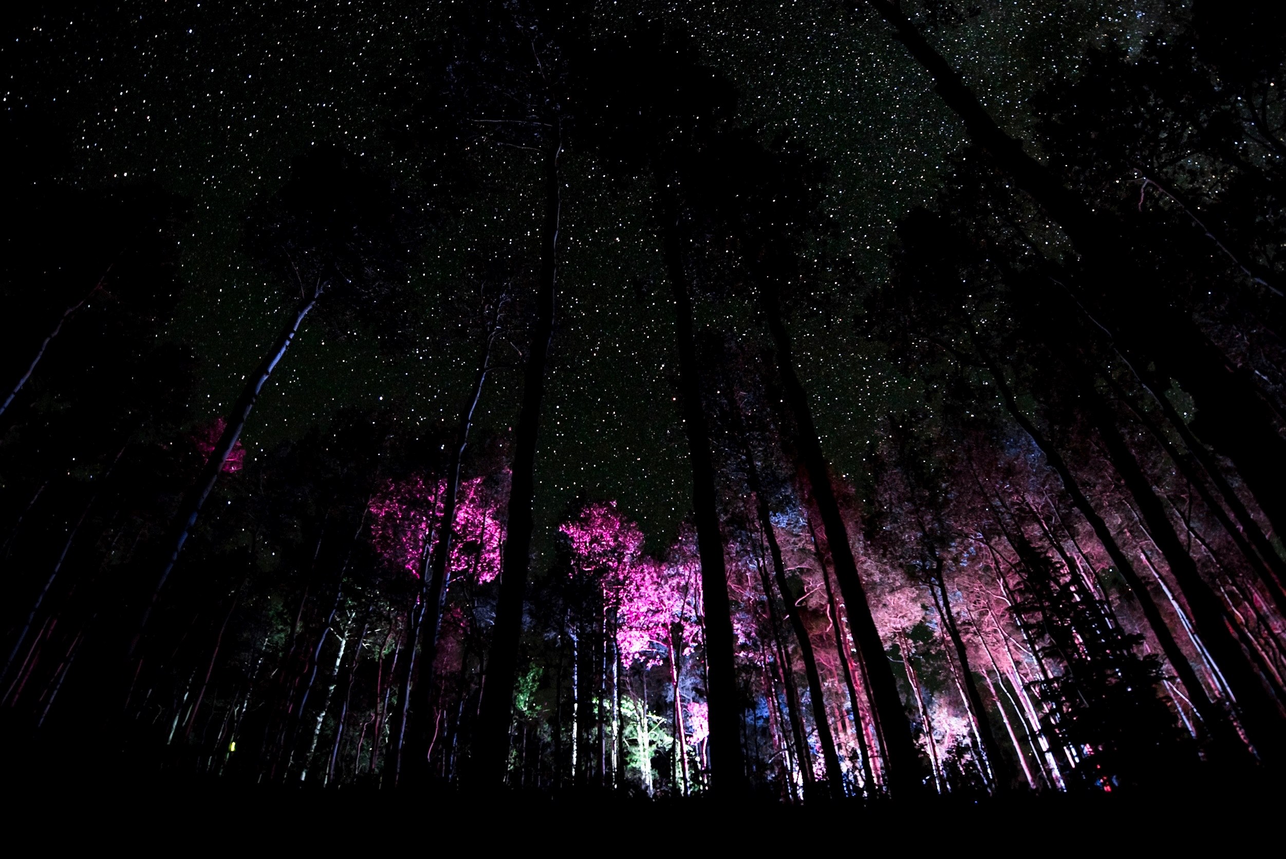 weird in the woods 4k, HD Wallpaper