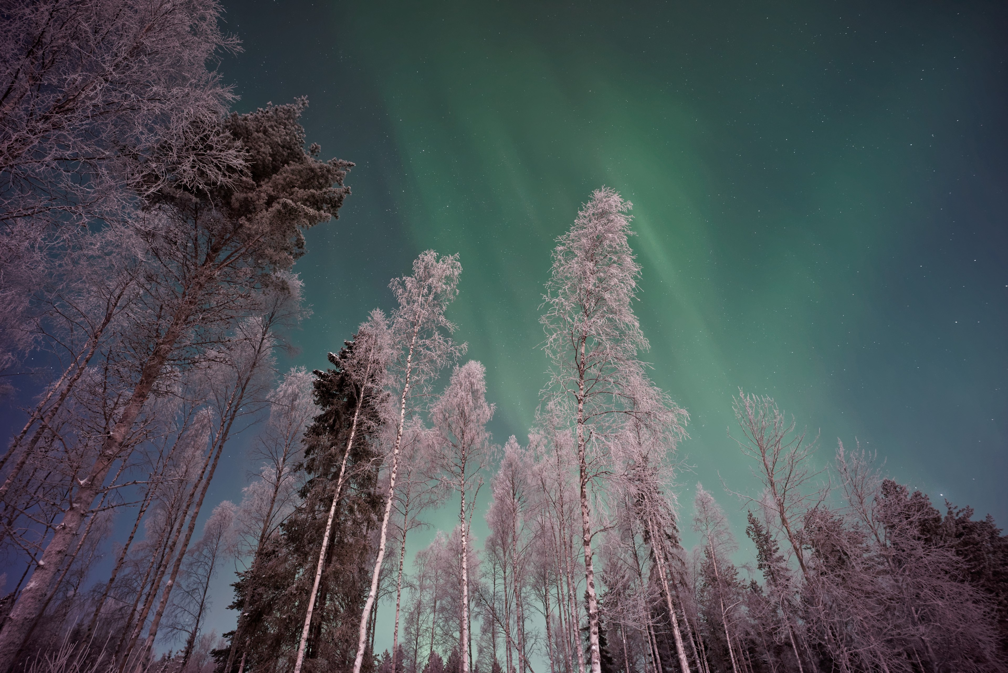 a low angle shot of aurora borealis over frosty trees in lapland, frozen trees and polar lights 4k, HD Wallpaper
