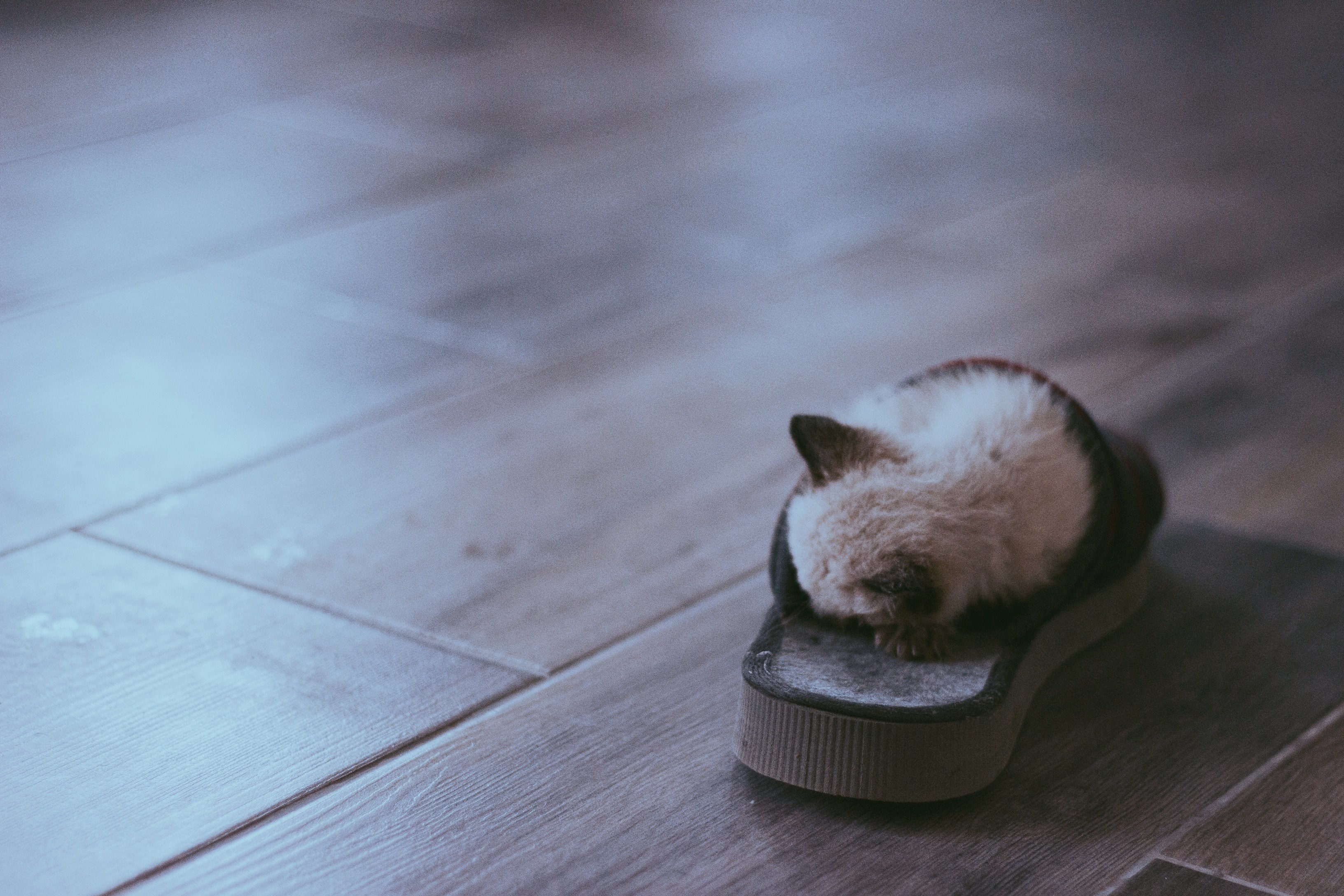 kitten tucked inside a slipper on a wood floor, kitten inside slipper 4k, HD Wallpaper