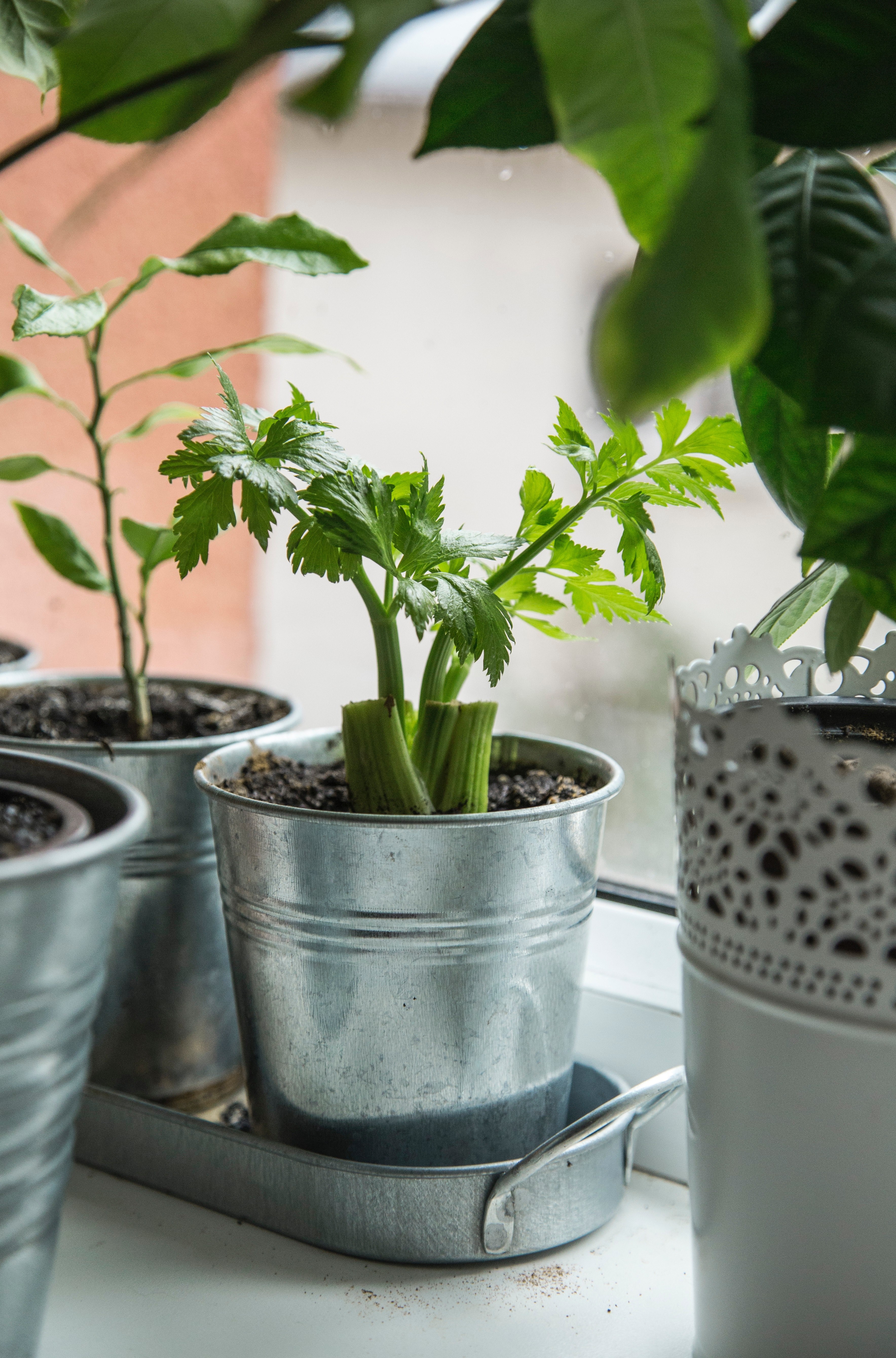 potted plant pot green and sustainable hd, 4k, Phone HD Wallpaper