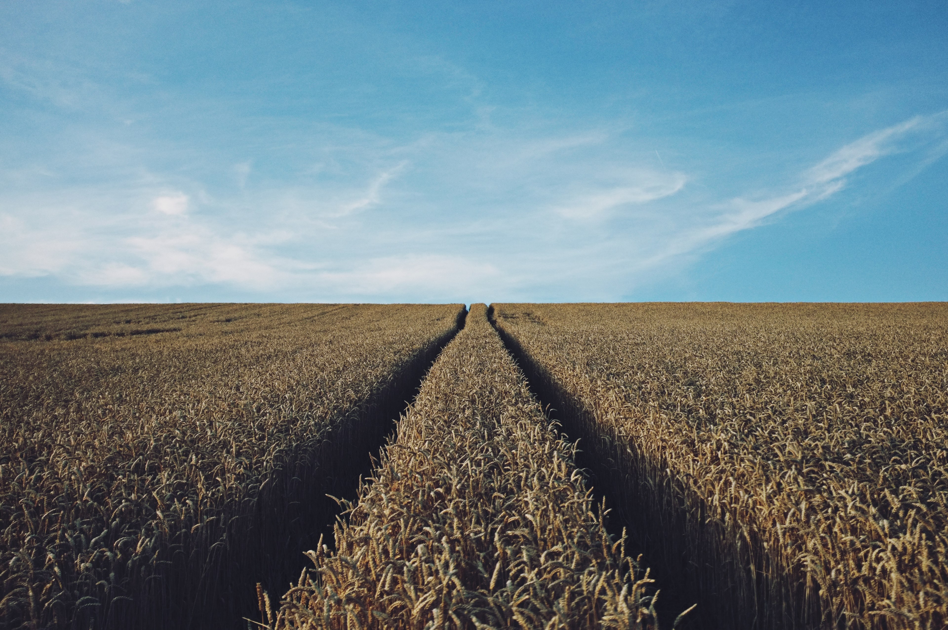 a wheatfield in farm country, wheatfield 4k, HD Wallpaper